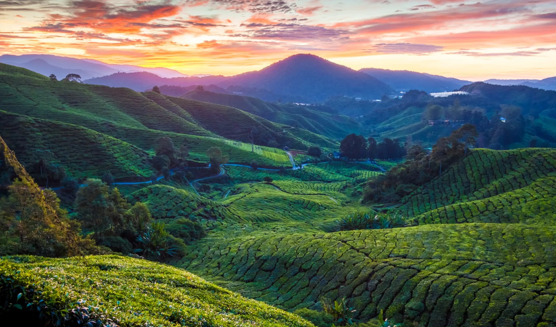 Authentisches Malaysia ab Kuala Lumpur: Cameron Highlands Sungai Palas Tea Plantation Authentisches Malaysia ab Kuala Lumpur: Cameron Highlands Sungai Palas Tea Plantation