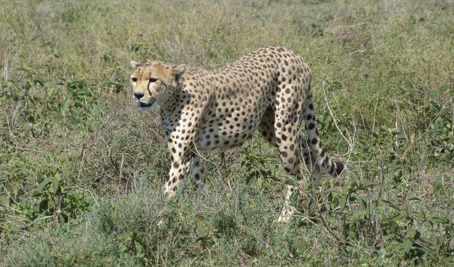 Höhepunkte Tanzania Safari ab Arusha: Cheetah Höhepunkte Tanzania Safari ab Arusha: Cheetah