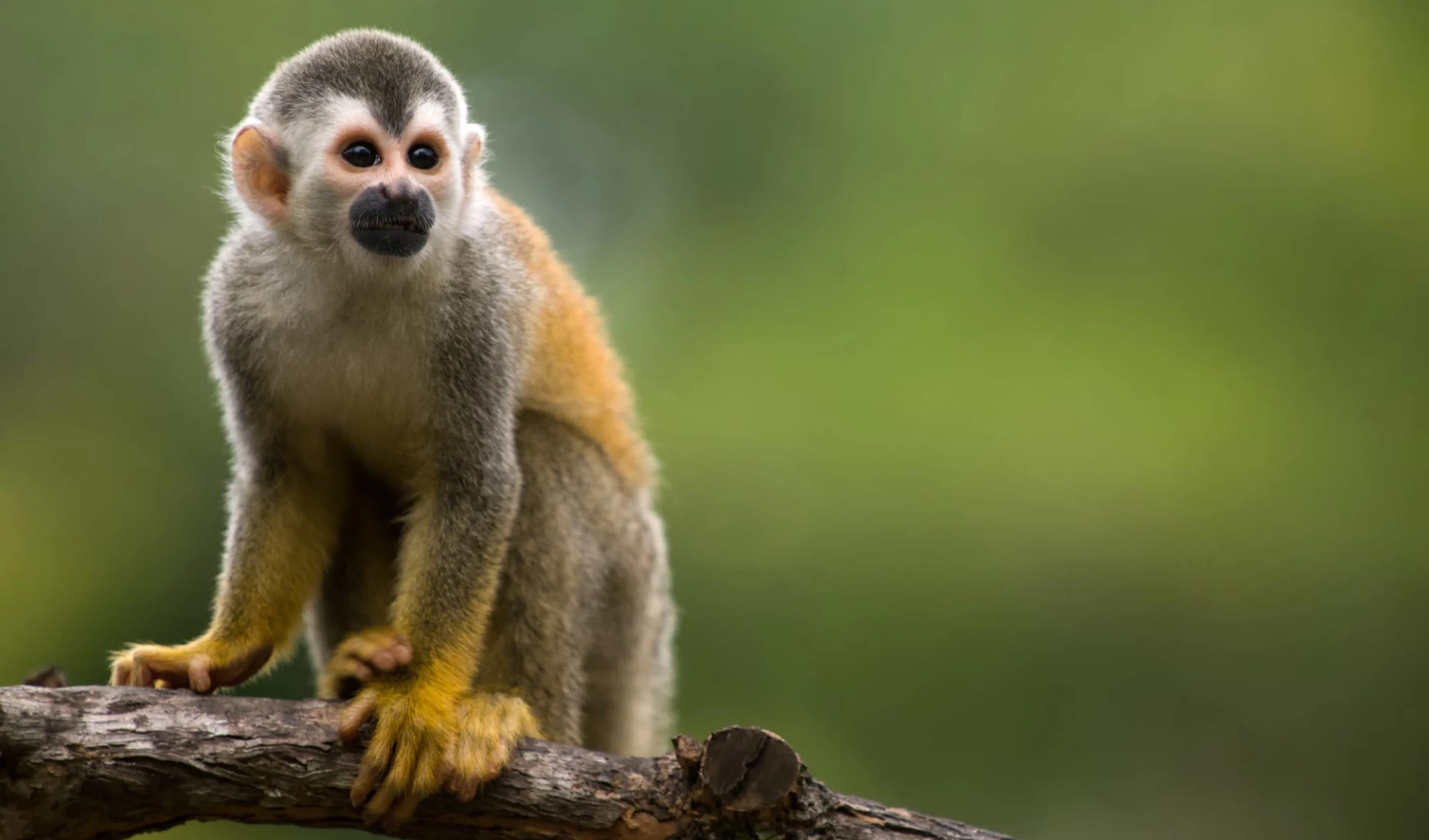 Entschleunigt durch Costa Rica ab San José City: Costa Rica - Affe auf Ast Entschleunigt durch Costa Rica ab San José City: Costa Rica - Affe auf Ast