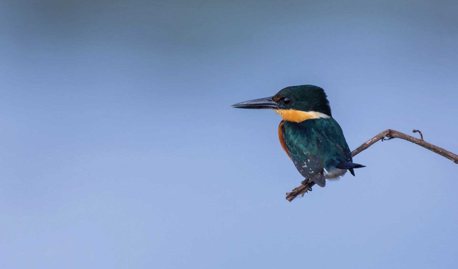 Zubucherreise Karibik mal anders ab San José City: Costa Rica - Amerikanischer pygmy kingfisher Zubucherreise Karibik mal anders ab San José City: Costa Rica - Amerikanischer pygmy kingfisher