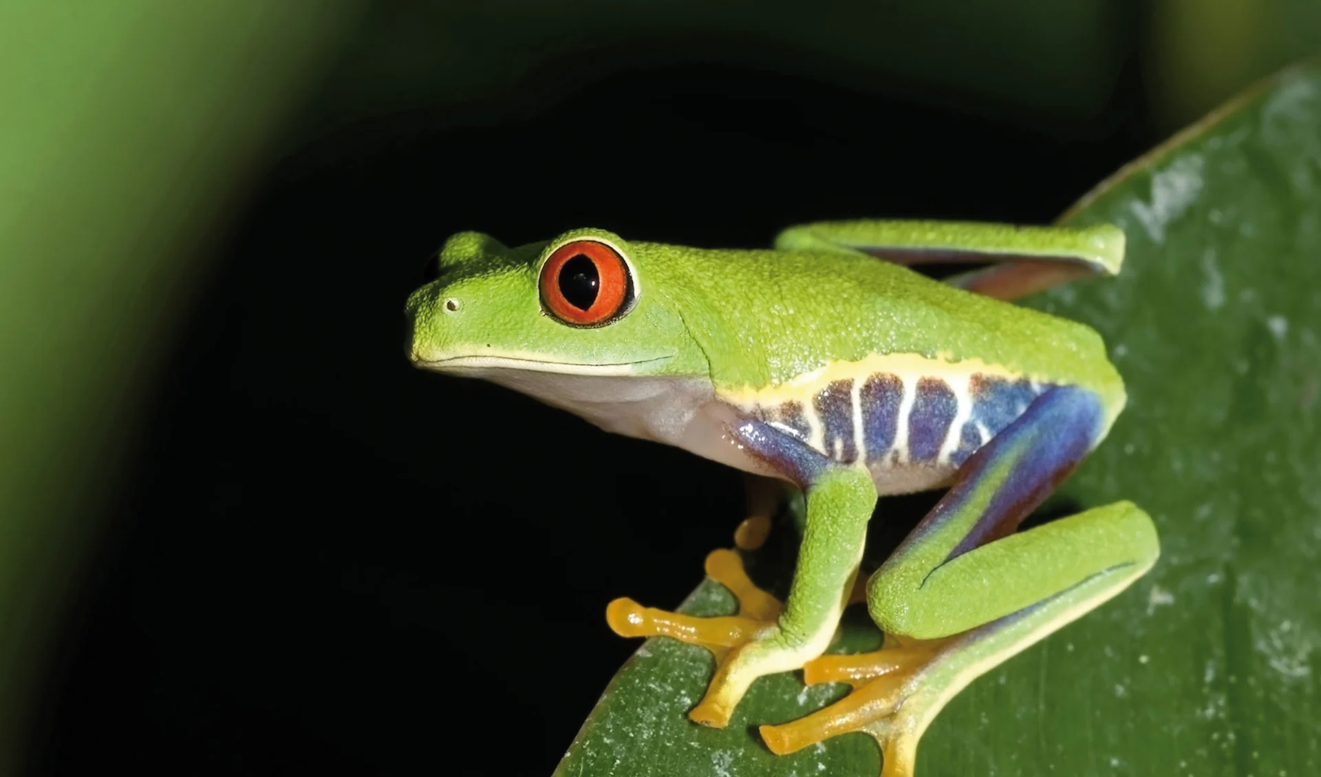 Mietwagenreise Zwischen zwei Ozeanen ab San José City: Costa Rica - Frosch Mietwagenreise Zwischen zwei Ozeanen ab San José City: Costa Rica - Frosch