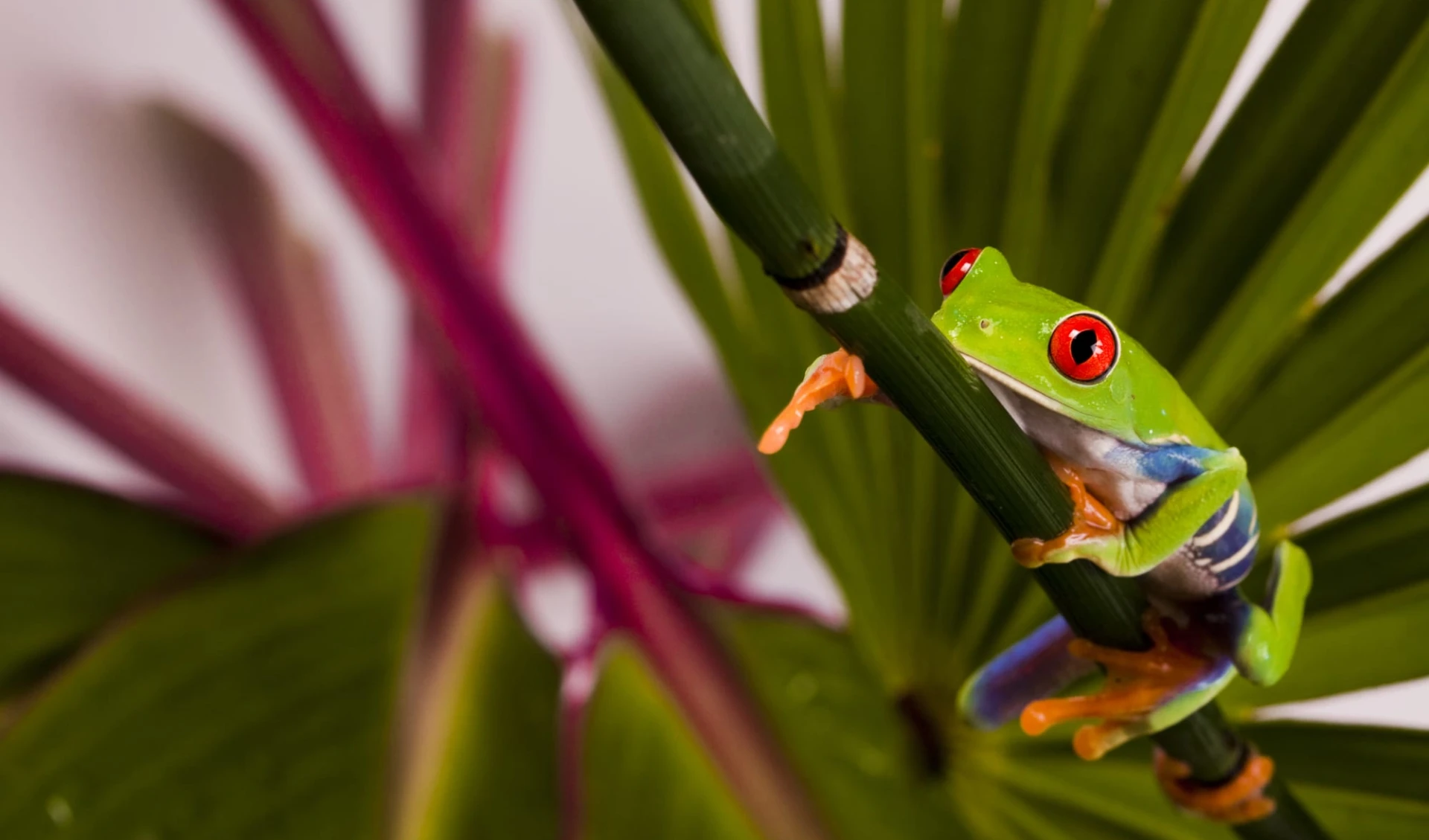 Privatreise Costa Rica Pazifiktour ab San José City: Costa Rica - Frosch mit roten Augen Privatreise Costa Rica Pazifiktour ab San José City: Costa Rica - Frosch mit roten Augen