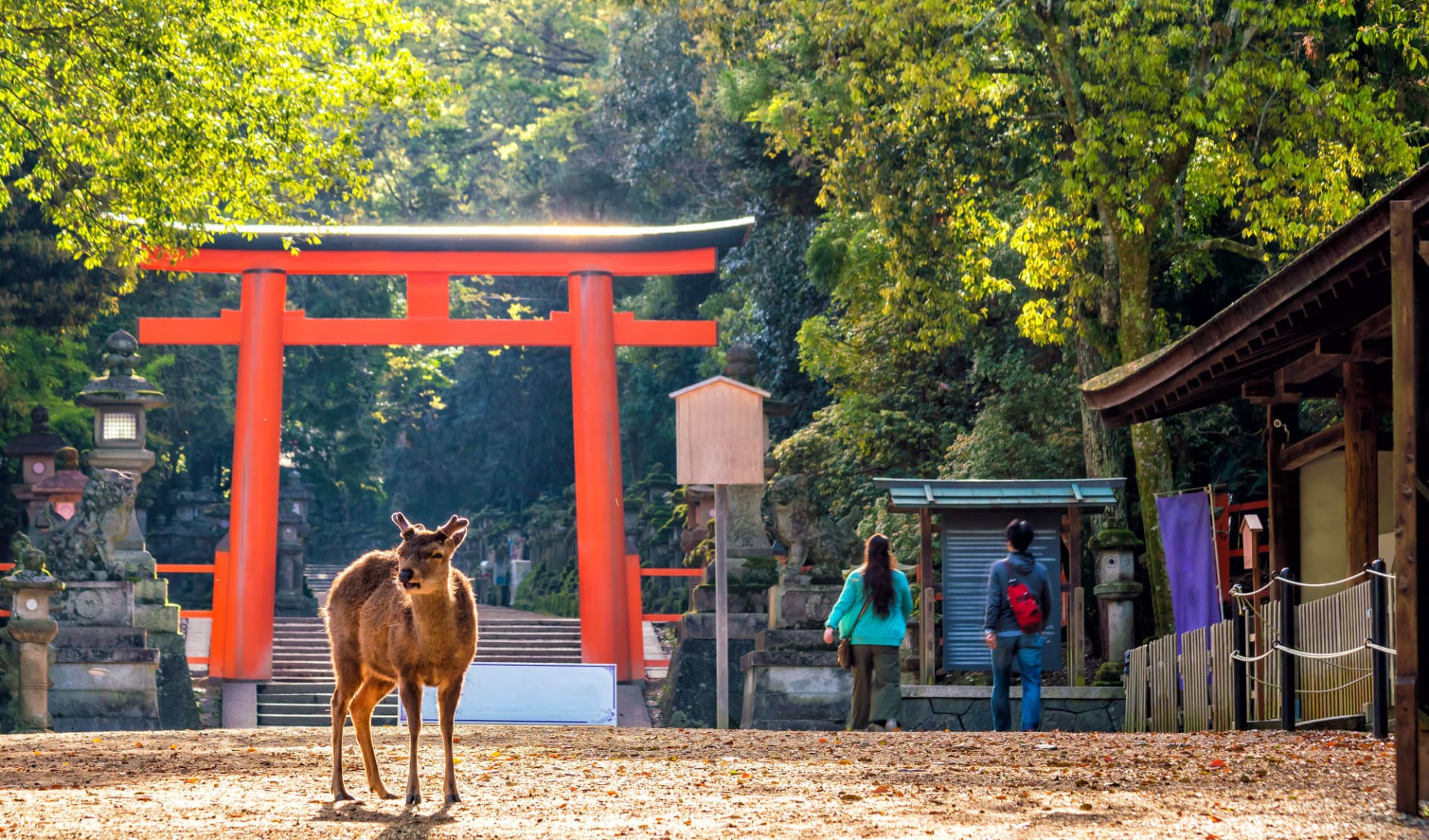 Kontrastreiches Japan ab Tokio: Deer in downtown area of Nara