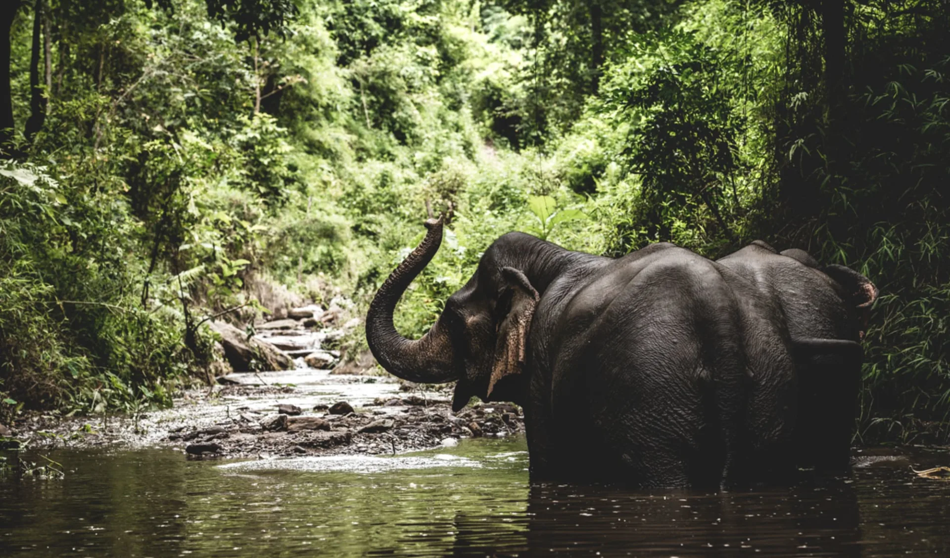 Faszinierendes Nordlaos ab Luang Prabang: Elephant bathing Faszinierendes Nordlaos ab Luang Prabang: Elephant bathing