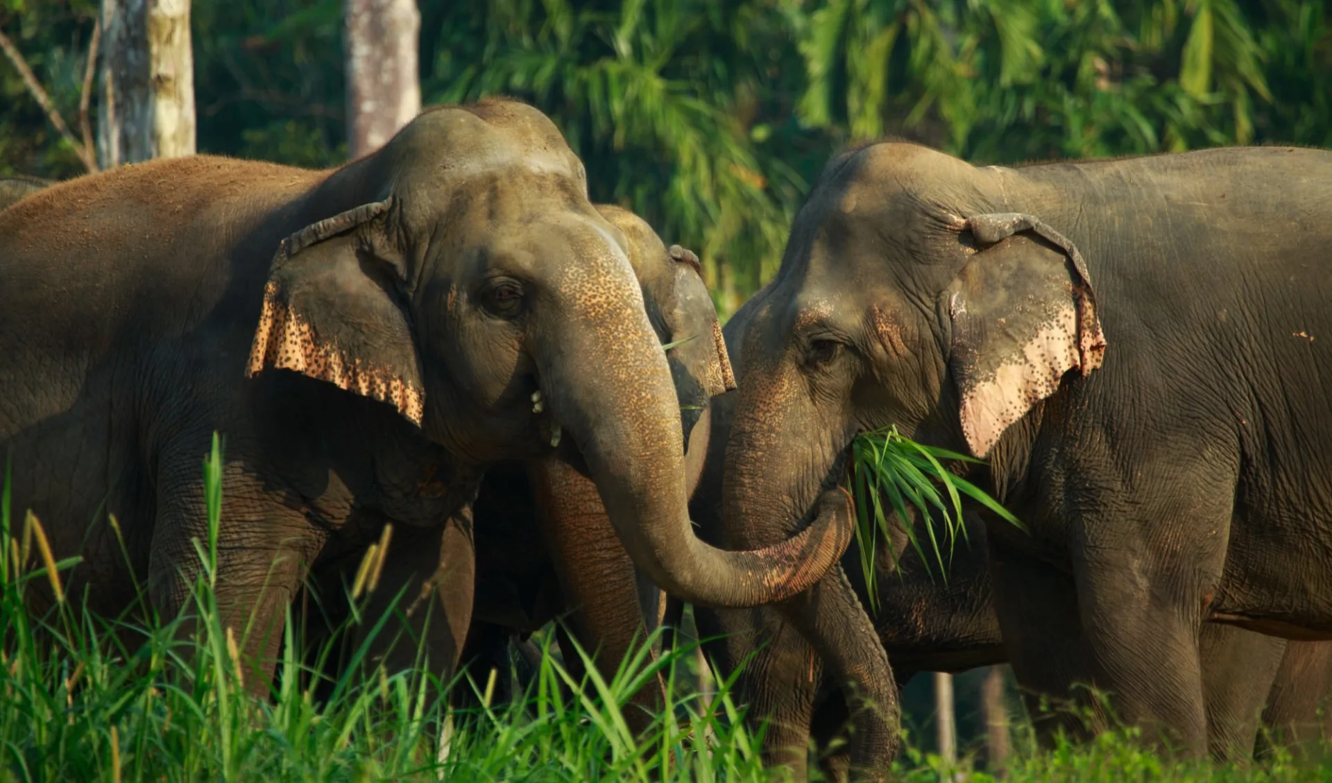 Elephant Hills - 2 Tage ab Phuket: Elephant Experience at Elephant Hills Elephant Hills - 2 Tage ab Phuket: Elephant Experience at Elephant Hills