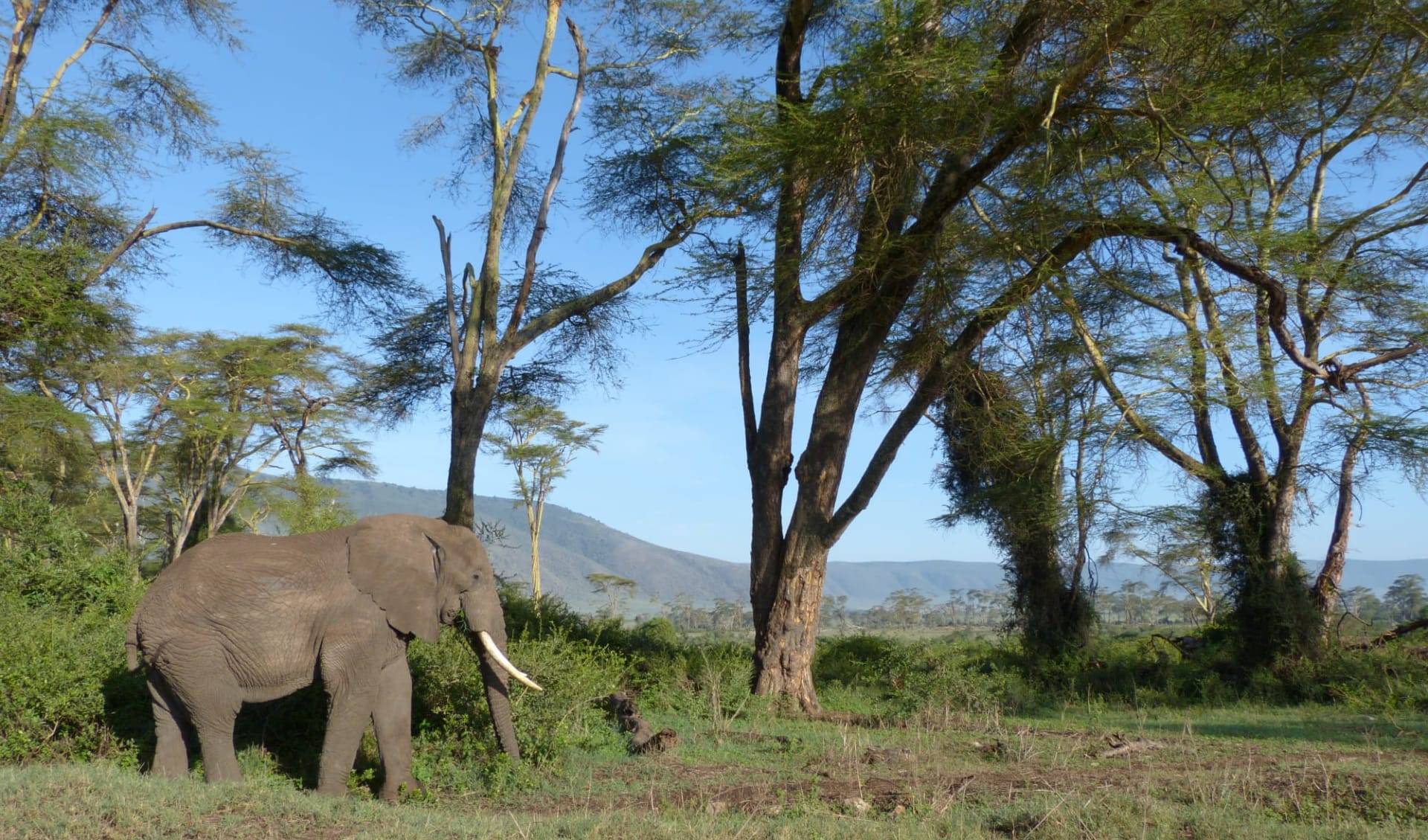 Höhepunkte Tanzania Safari ab Arusha: Elephant - Ngorongoro Höhepunkte Tanzania Safari ab Arusha: Elephant - Ngorongoro