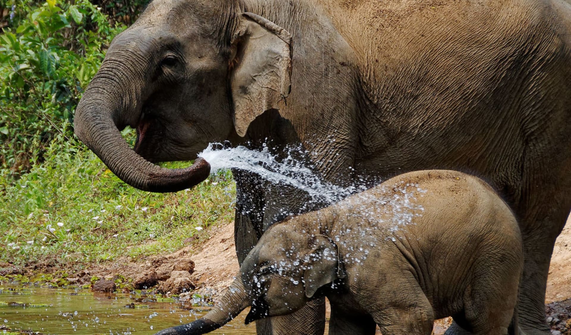 Im Reich der Elefanten ab Luang Prabang: Elephant shower time Im Reich der Elefanten ab Luang Prabang: Elephant shower time