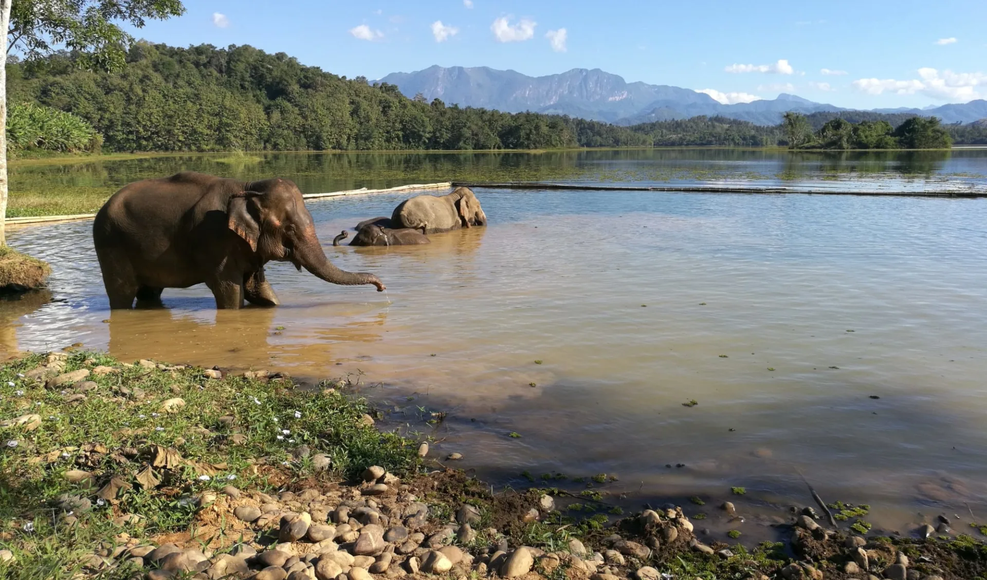 Im Reich der Elefanten ab Luang Prabang: Elephants bathing at Conservation Center in Xayabouri Im Reich der Elefanten ab Luang Prabang: Elephants bathing at Conservation Center in Xayabouri