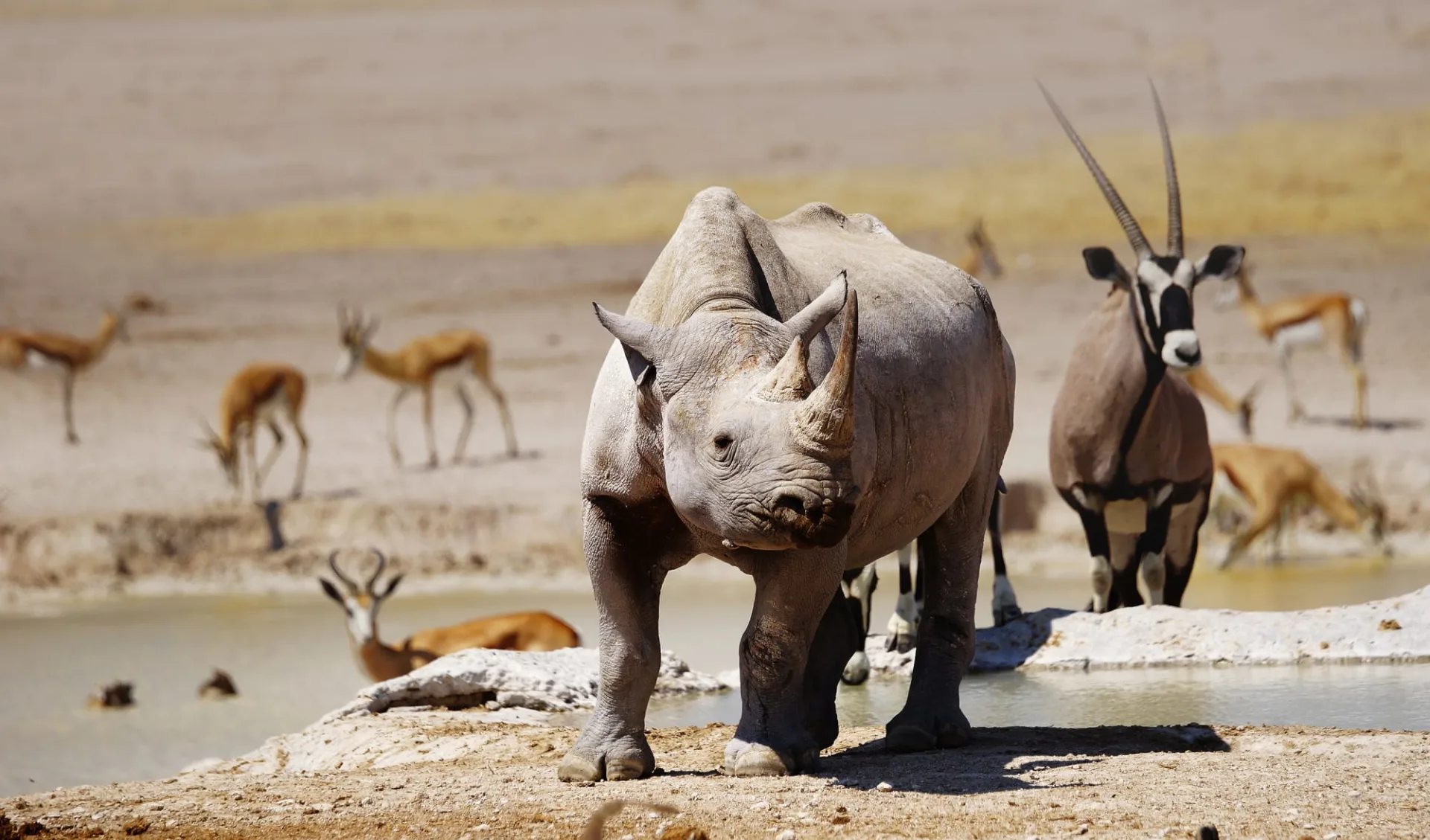 Namibia & Zambezi Highlights ab Windhoek Stadt: Etosha_Rhino Namibia & Zambezi Highlights ab Windhoek Stadt: Etosha_Rhino