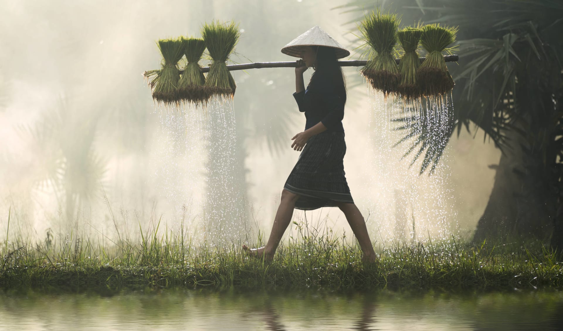 Das Mekong Delta aktiv erleben ab Saigon: Female Farmer with rice seedlings Das Mekong Delta aktiv erleben ab Saigon: Female Farmer with rice seedlings