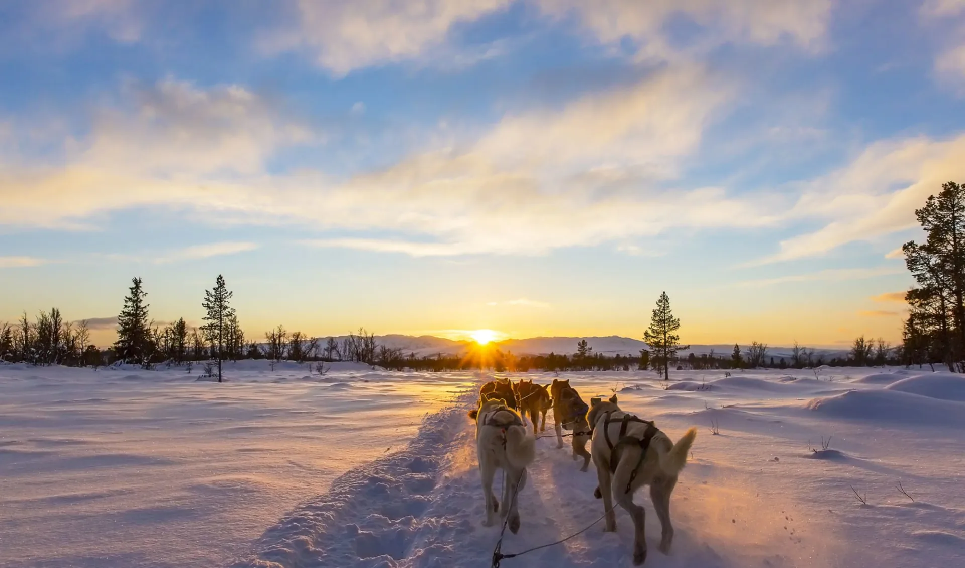Muonio - Hundeschlittensafari ab Kittilä: Finnland Lappland Hundeschlitten 1 Muonio - Hundeschlittensafari ab Kittilä: Finnland Lappland Hundeschlitten 1