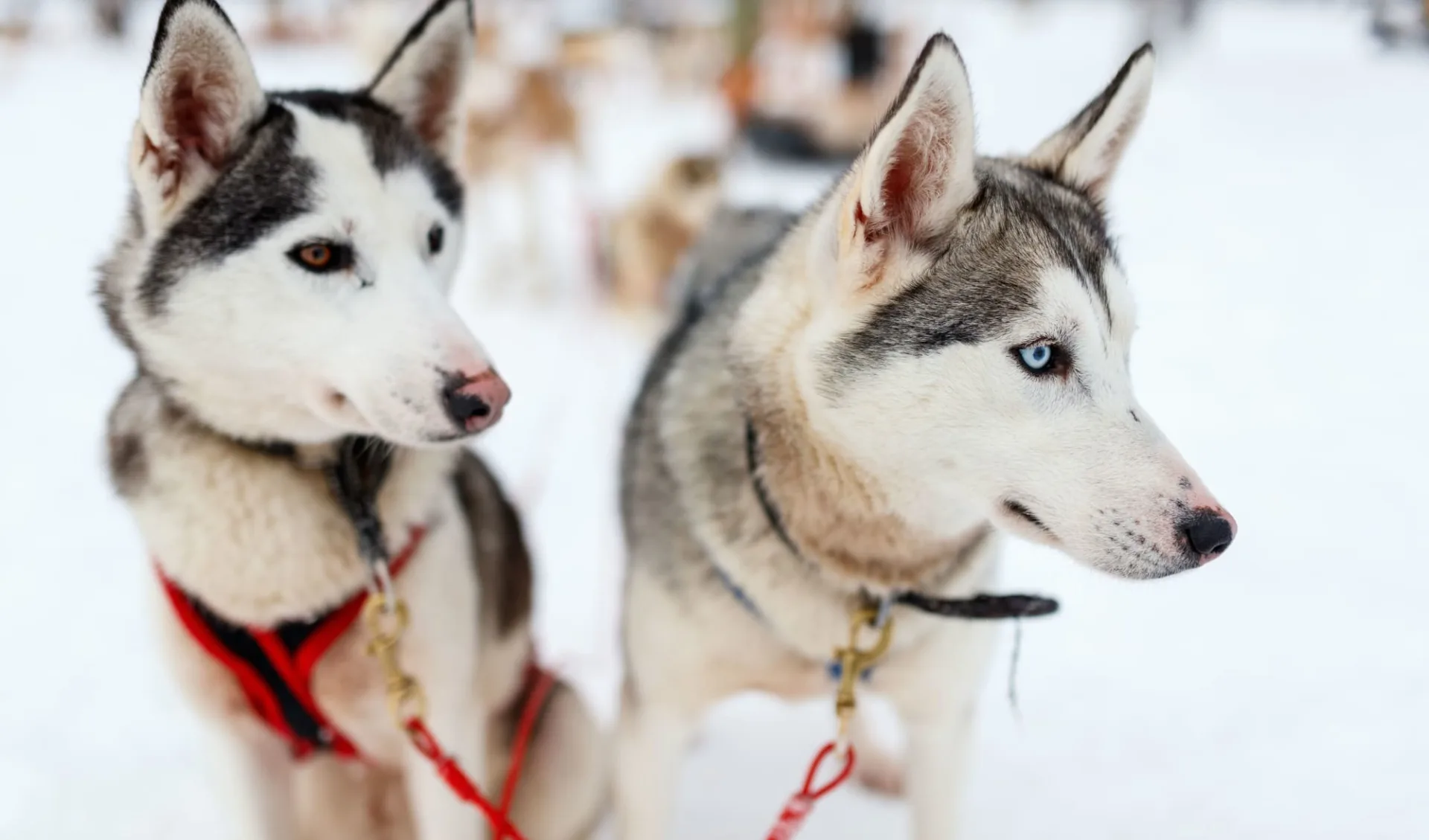 Muonio - Hundeschlittensafari ab Kittilä: Finnland Lappland Hundeschlitten 2 Muonio - Hundeschlittensafari ab Kittilä: Finnland Lappland Hundeschlitten 2