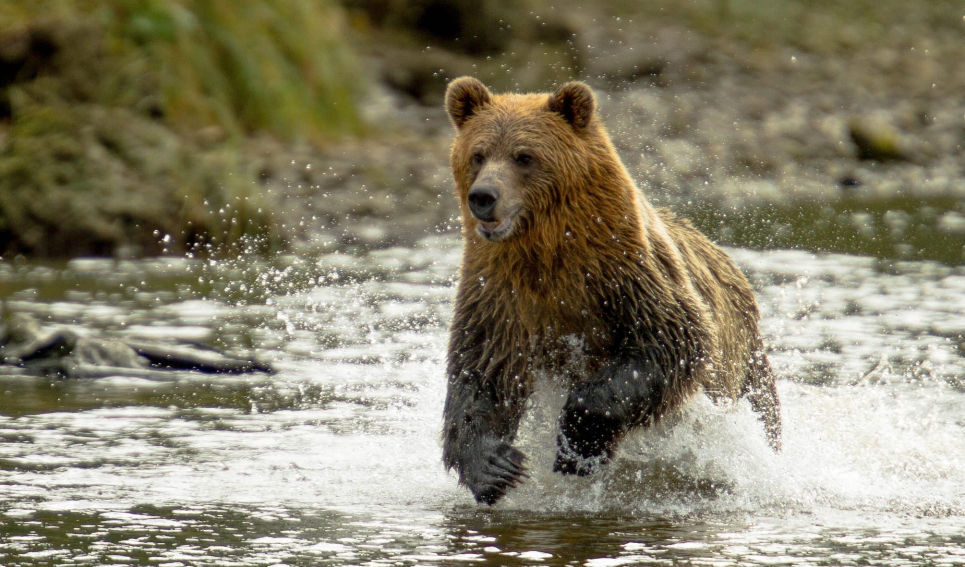 Natur und Tiere Westkanadas ab Vancouver: Grizzly_Knight_Inlet_Kanada_546562111 Natur und Tiere Westkanadas ab Vancouver: Grizzly_Knight_Inlet_Kanada_546562111
