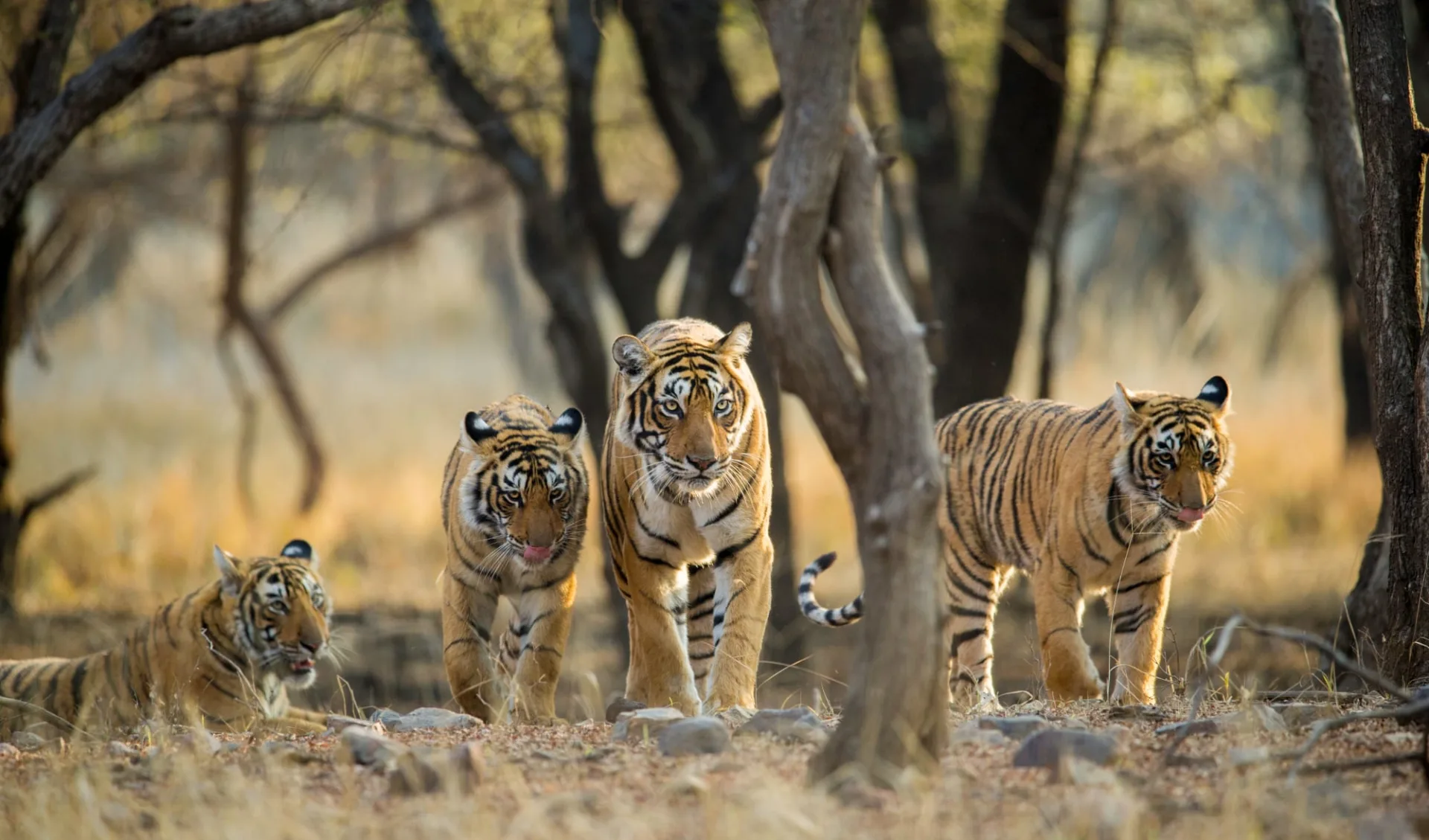 Taj Mahal & Tiger Safaris ab Delhi: Indien_Tiger_775382149 Taj Mahal & Tiger Safaris ab Delhi: Indien_Tiger_775382149