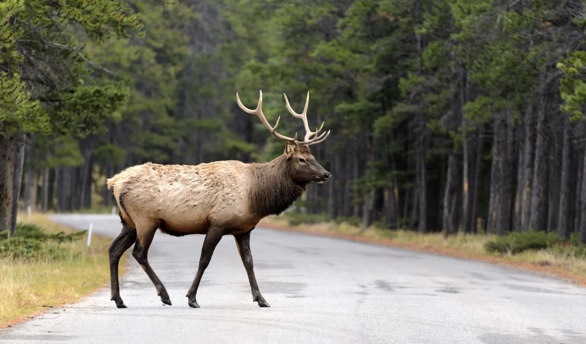 Die Rockies & der Norden ab Vancouver: Kanada - Banff Nationalpark - Elch Die Rockies & der Norden ab Vancouver: Kanada - Banff Nationalpark - Elch