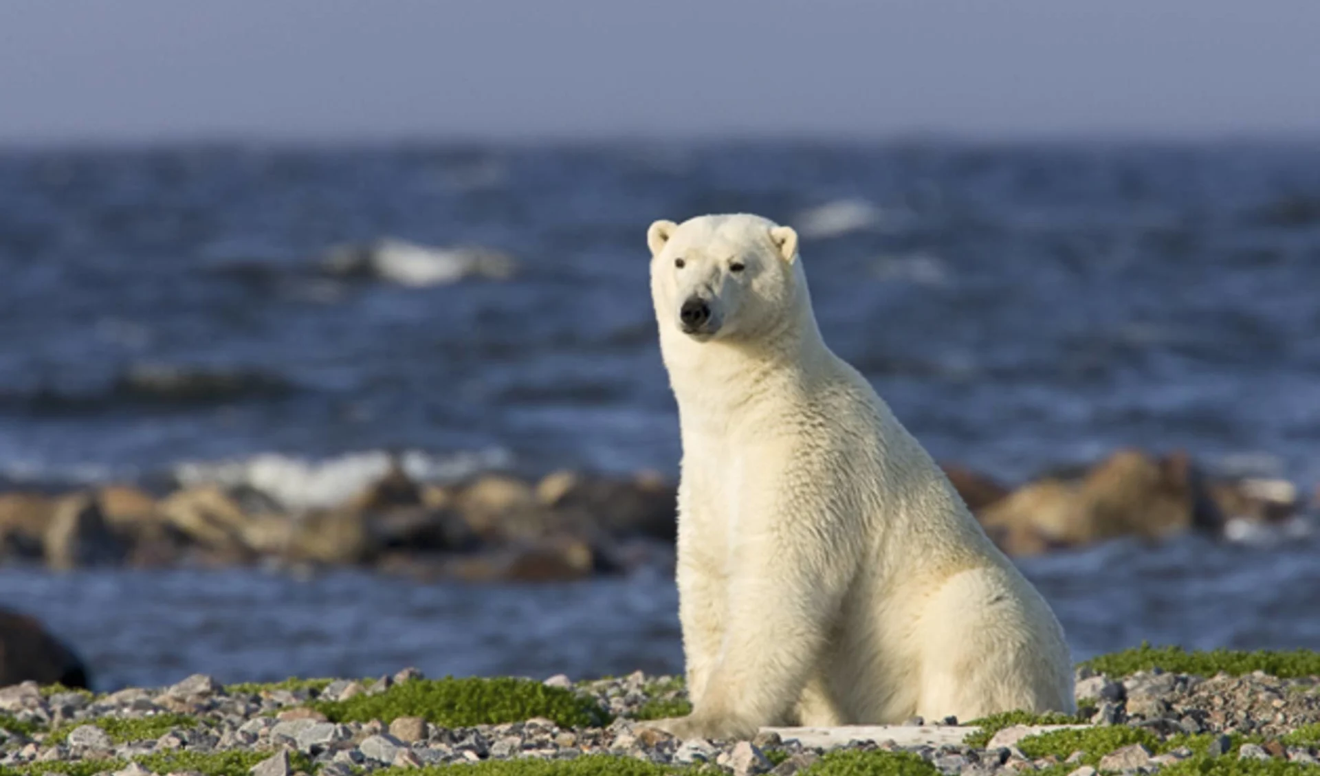 Belugawale & Eisbären im Sommer ab Winnipeg: Kanada - Manitoba - Eisbär sitzend Belugawale & Eisbären im Sommer ab Winnipeg: Kanada - Manitoba - Eisbär sitzend
