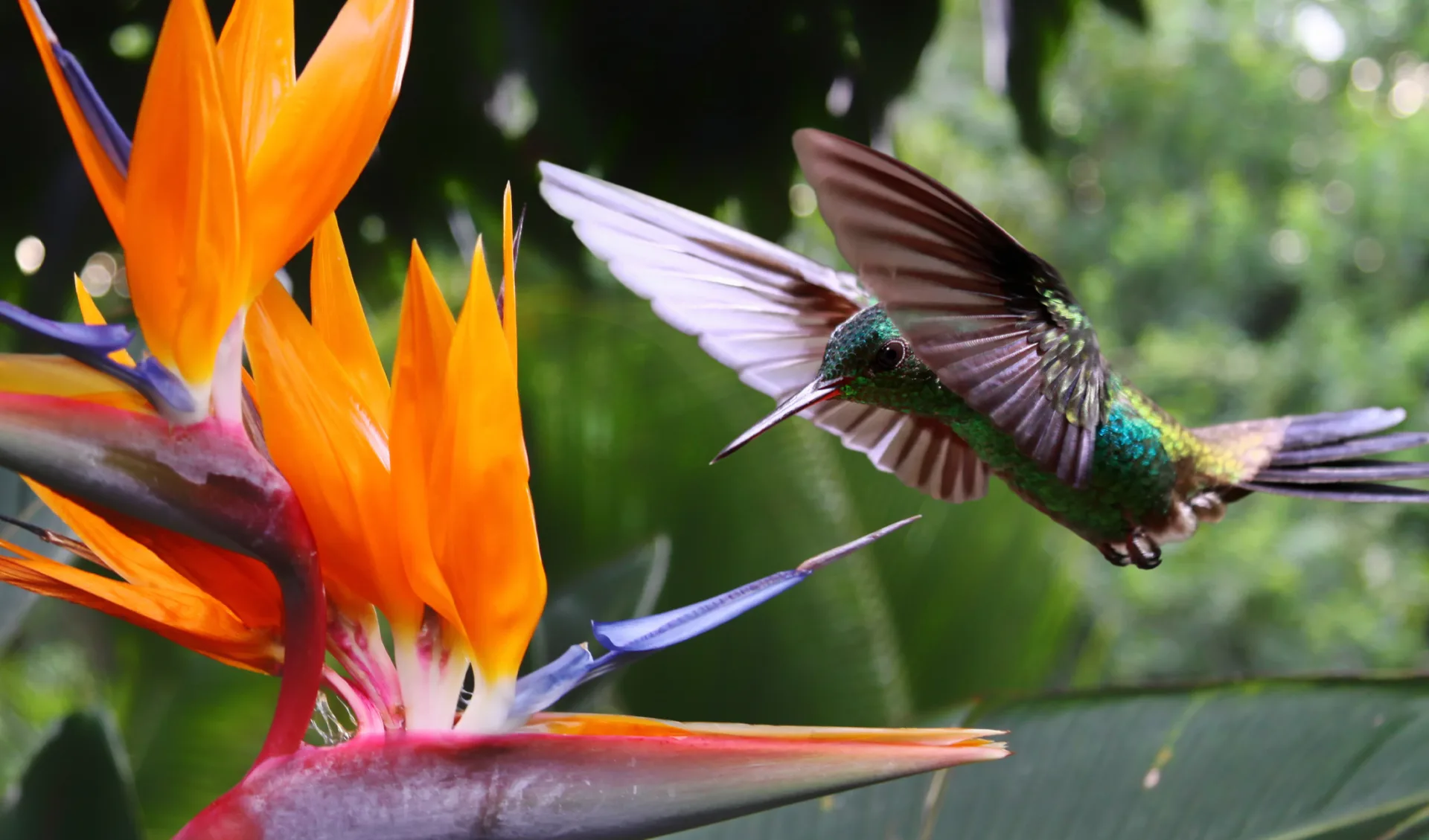 Hummingbird, Trinidad / Tobago, Karibik Hummingbird, Trinidad / Tobago, Karibik