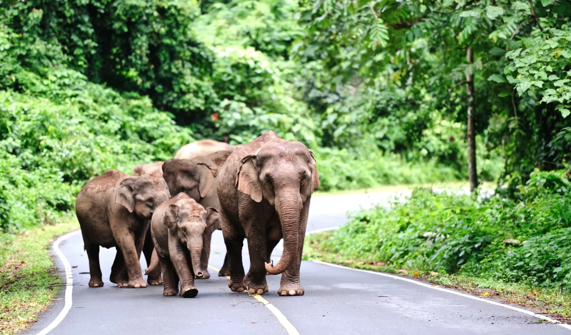 Natur & Kultur rund um Bangkok: Khao Yai National Park: wild elephants