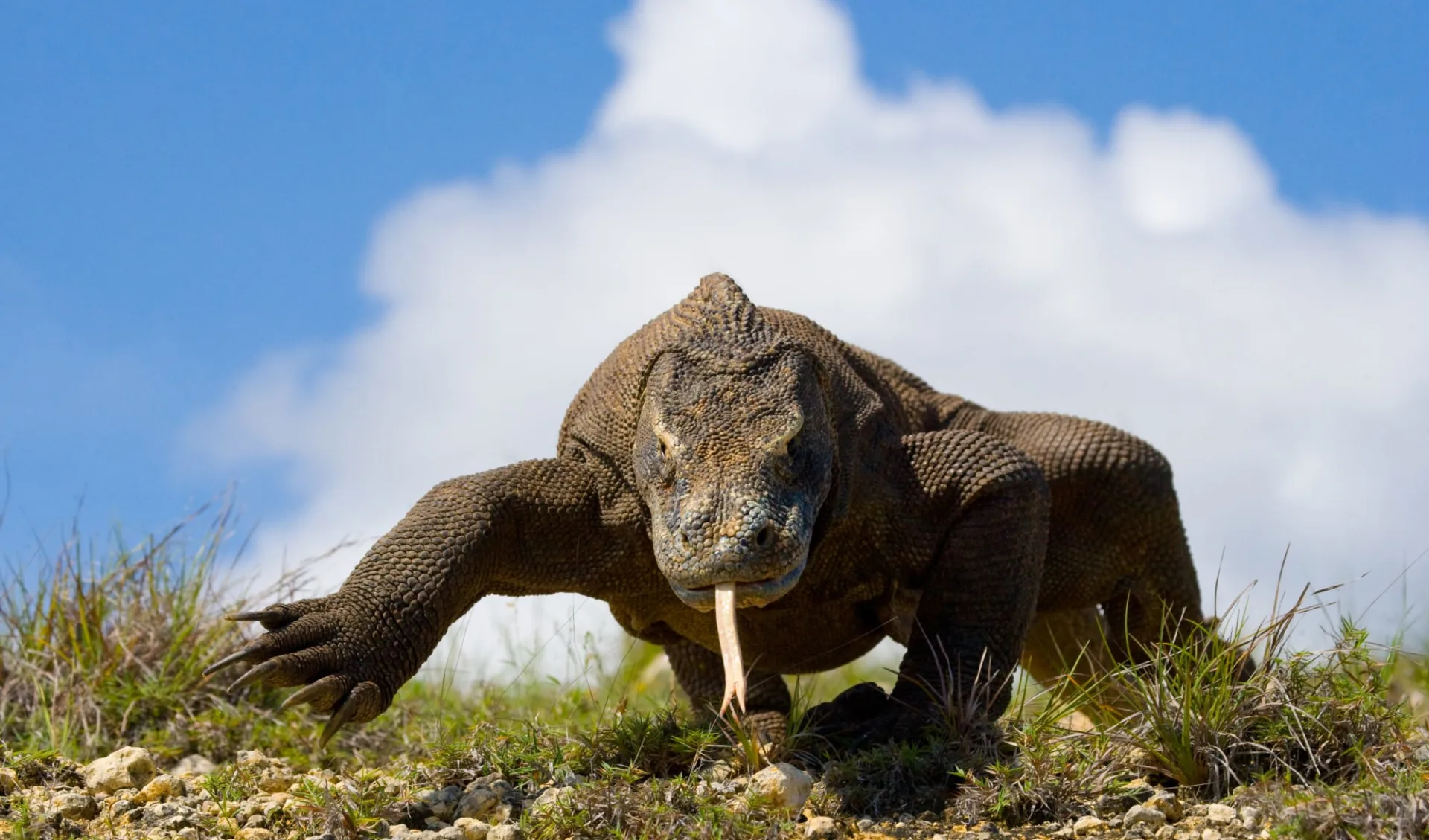 Komodo - Inseln der Warane ab Labuan Bajo: Komodo dragon Komodo - Inseln der Warane ab Labuan Bajo: Komodo dragon
