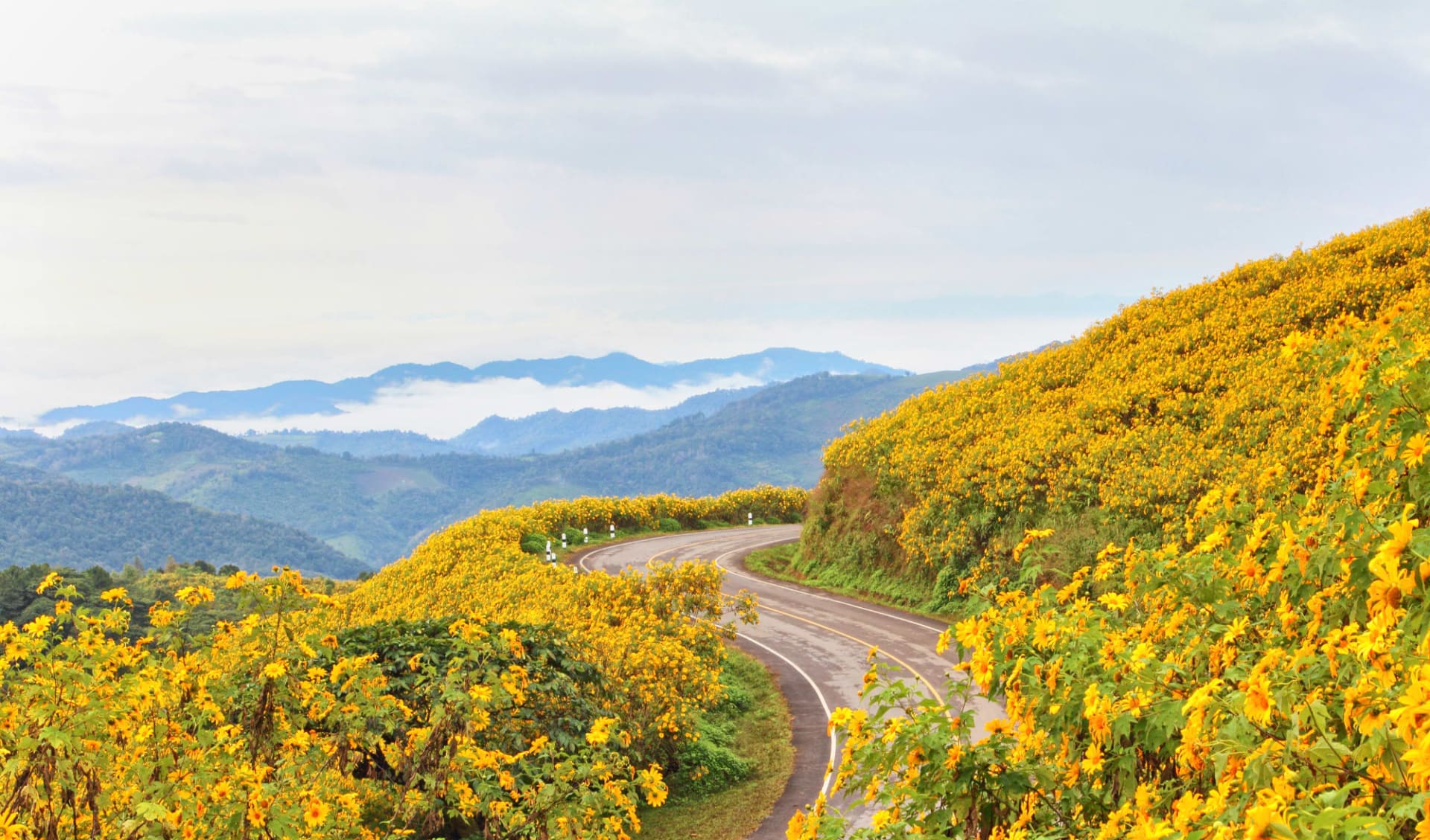 Mietwagen Rundreise Mae Hong Son ab Chiang Mai: Mae Hong Son: road through flower field Mietwagen Rundreise Mae Hong Son ab Chiang Mai: Mae Hong Son: road through flower field