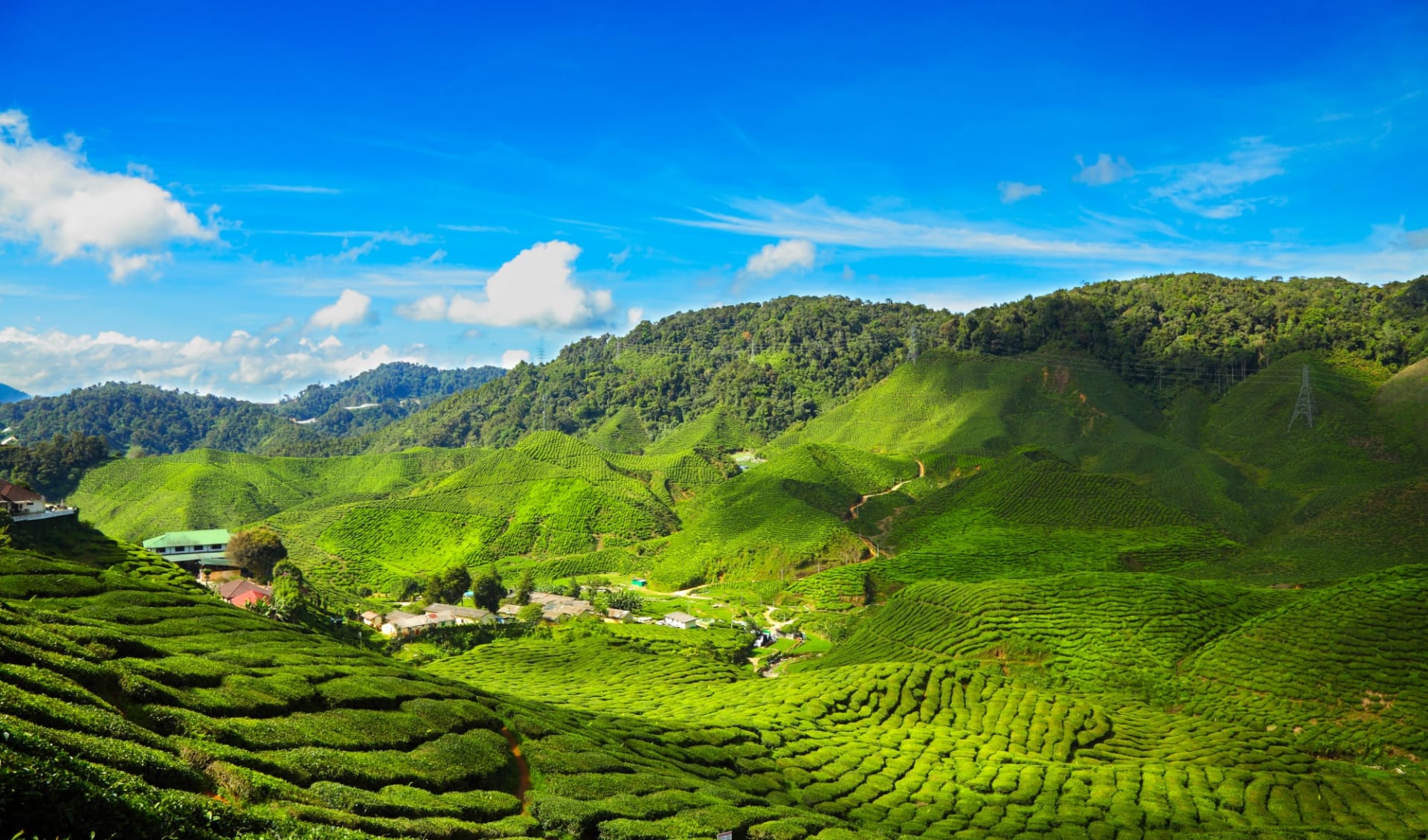Höhepunkte Malaysias ab Kuala Lumpur: Malaysia Cameron Highlands Tea Plantations