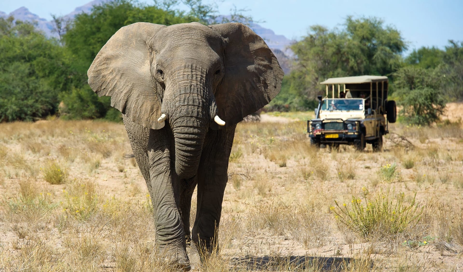 Camping-Abenteuer Namibia ab Windhoek Stadt: Namibia - Damaraland - Elefant mit Safarifahrzeug Camping-Abenteuer Namibia ab Windhoek Stadt: Namibia - Damaraland - Elefant mit Safarifahrzeug