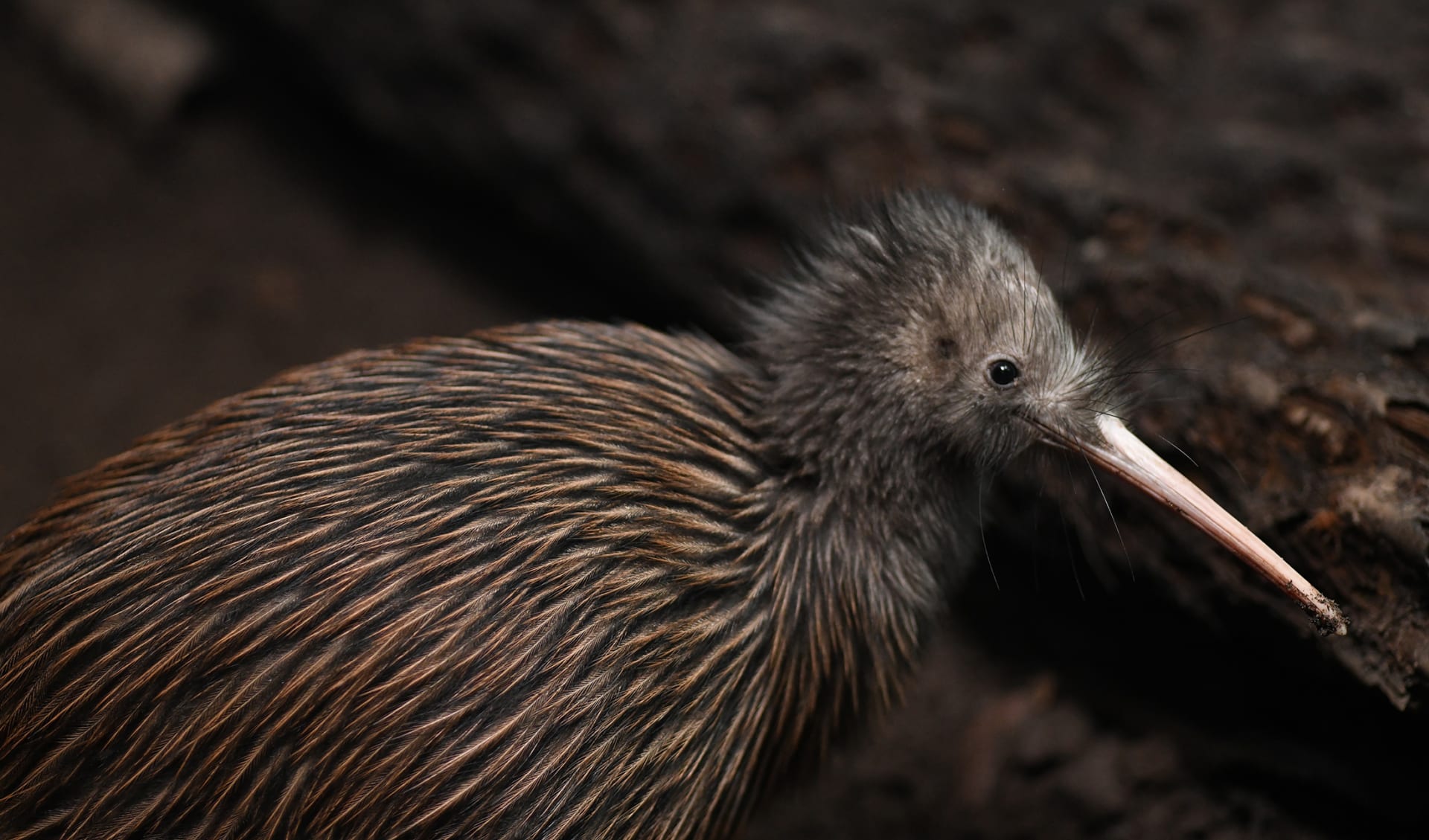 Kiwi, Neuseeland Kiwi, Neuseeland