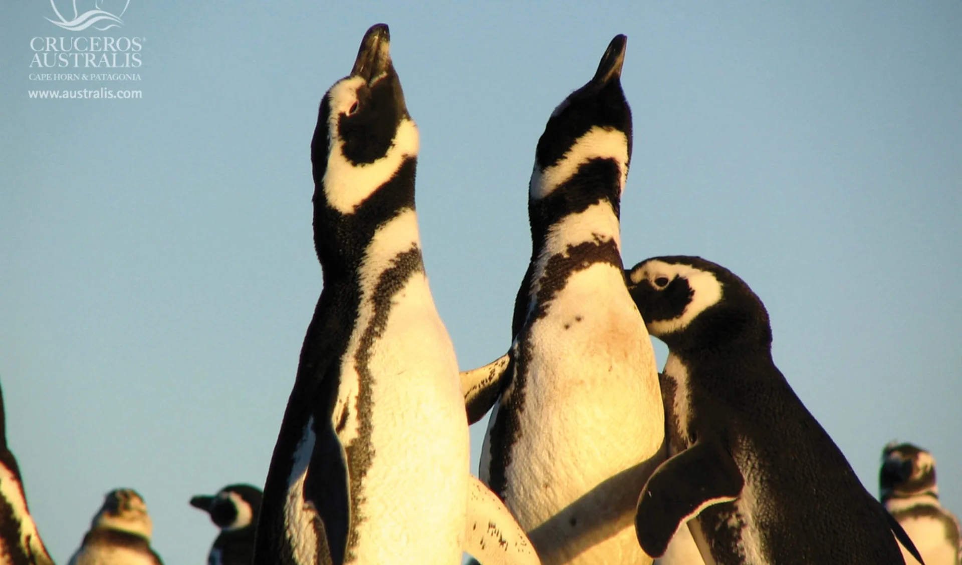 Kreuzfahrt am Ende der Welt - Puntas Arena - Ushuaia ab Punta Arenas: Pinguine