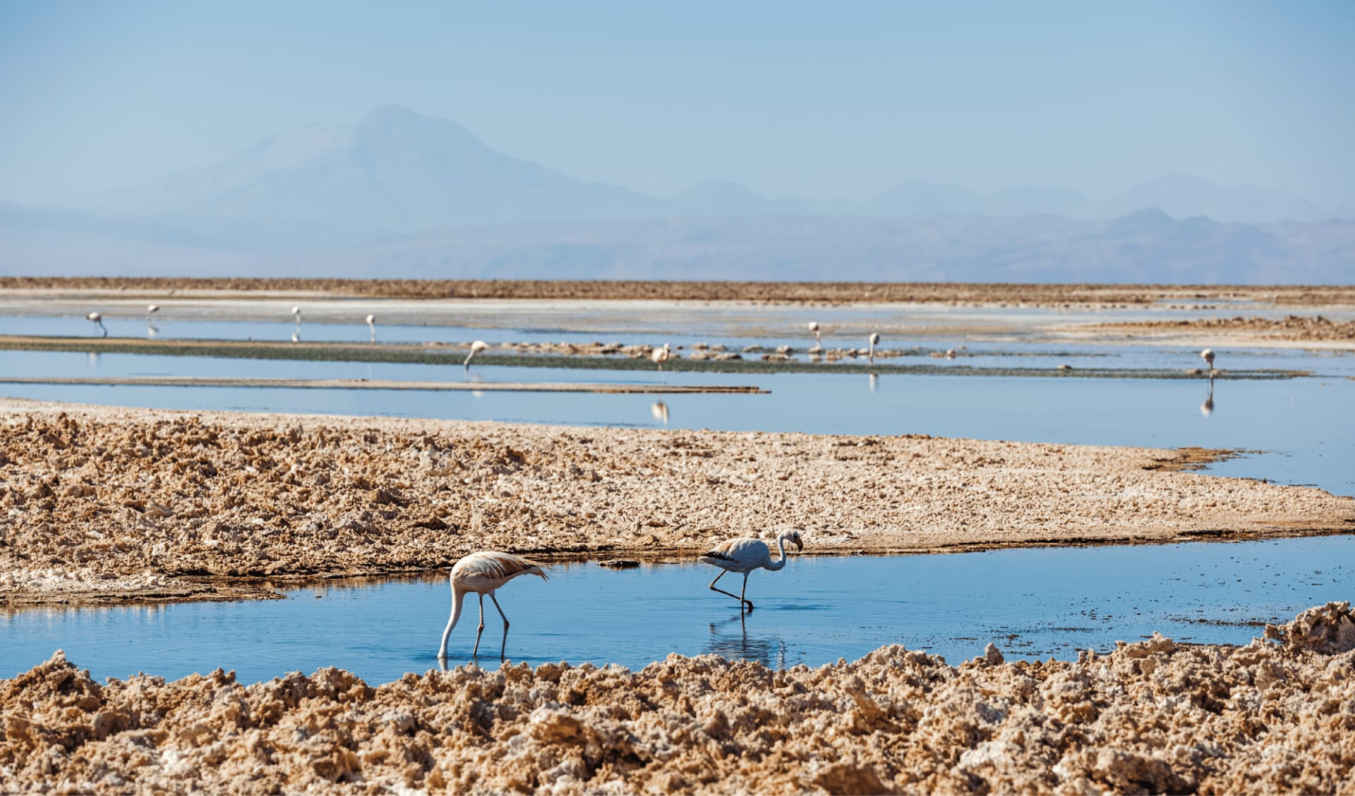 Höhepunkte Chiles ab Santiago de Chile: Salar_de_Atacama_LagunaChaxa_Chile Höhepunkte Chiles ab Santiago de Chile: Salar_de_Atacama_LagunaChaxa_Chile