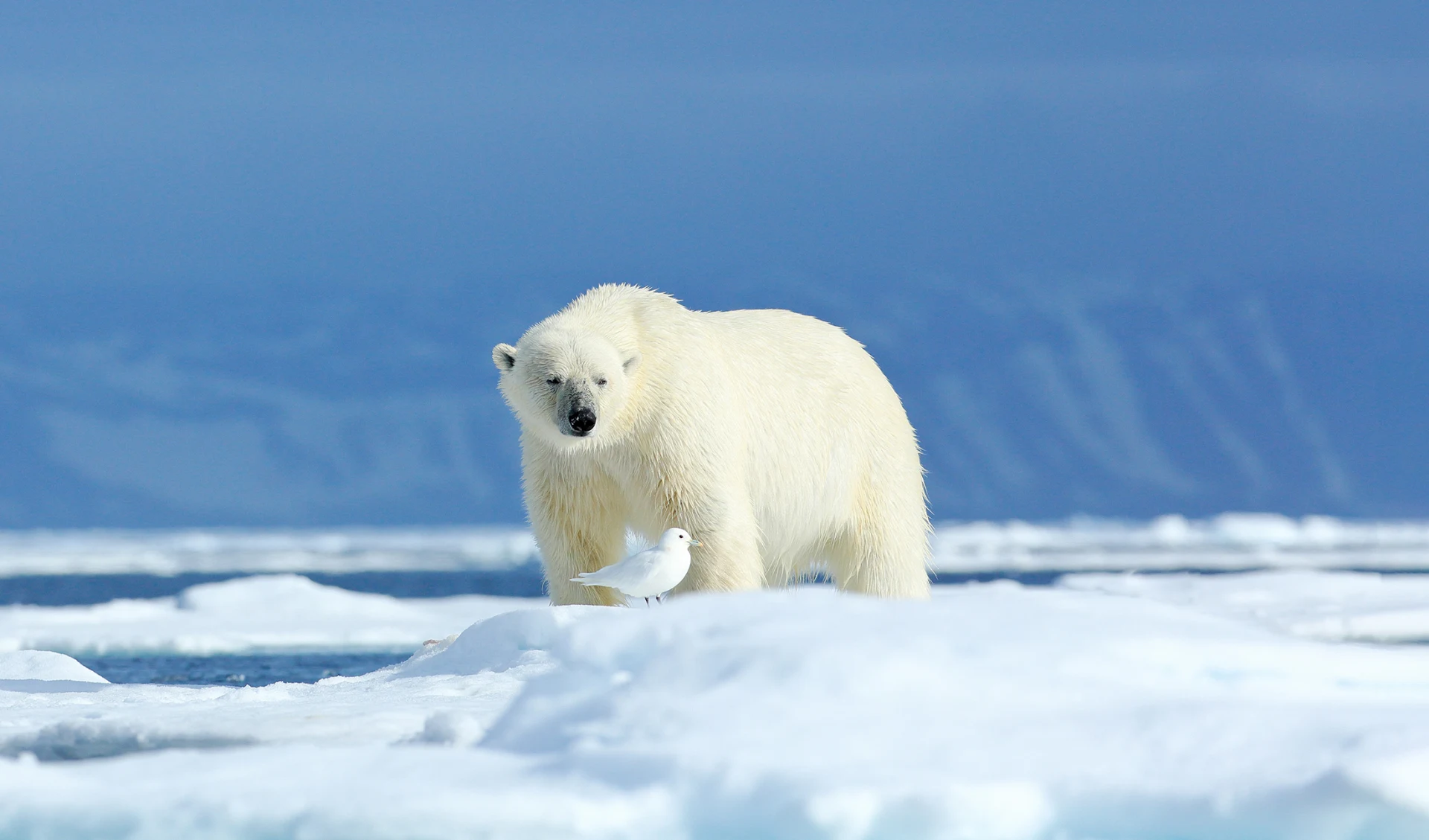 Eisbär, Arktis Eisbär, Arktis