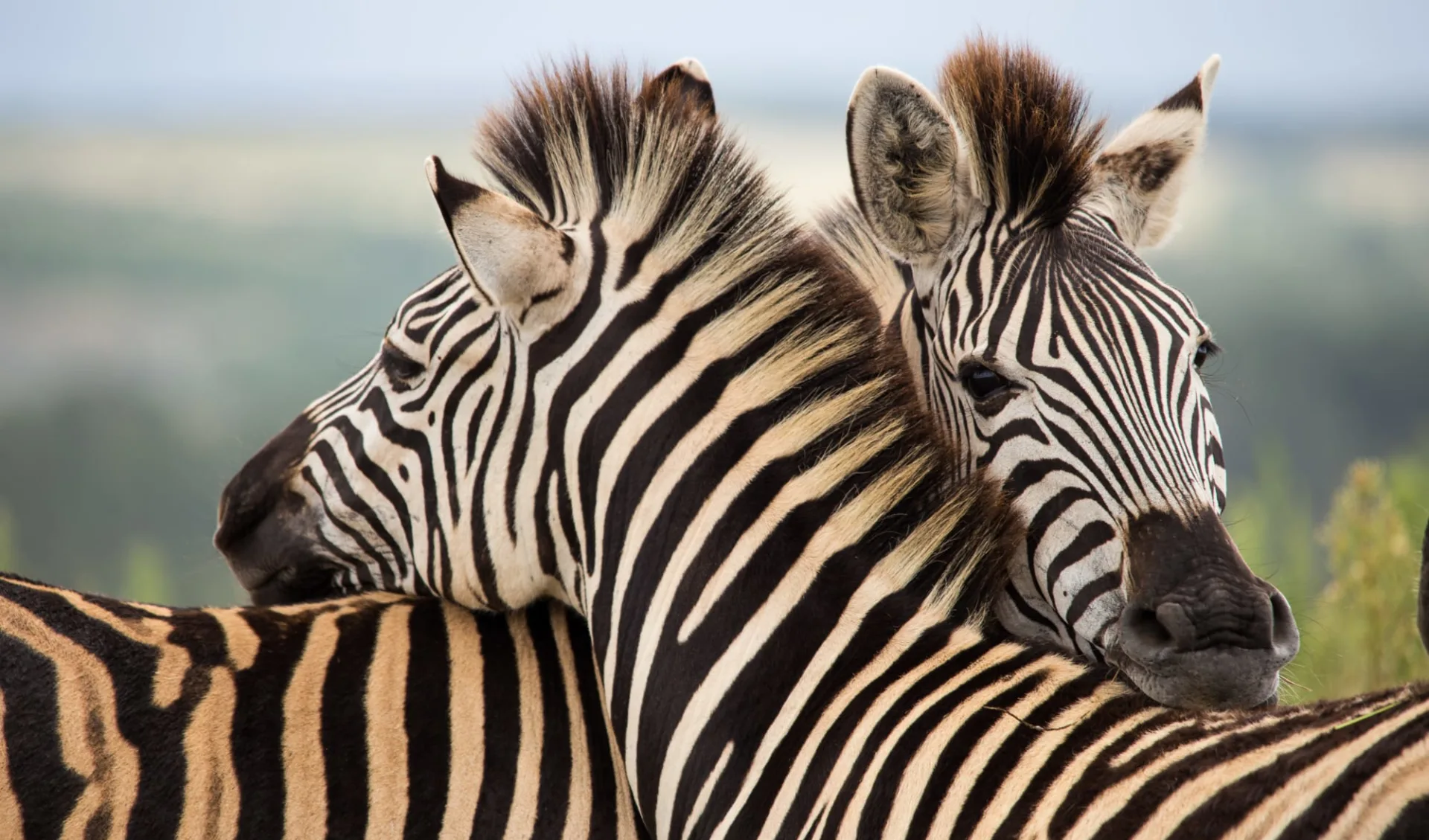 Garden Route ab Kapstadt: Südafrika - Garden Route - Zebras Garden Route ab Kapstadt: Südafrika - Garden Route - Zebras