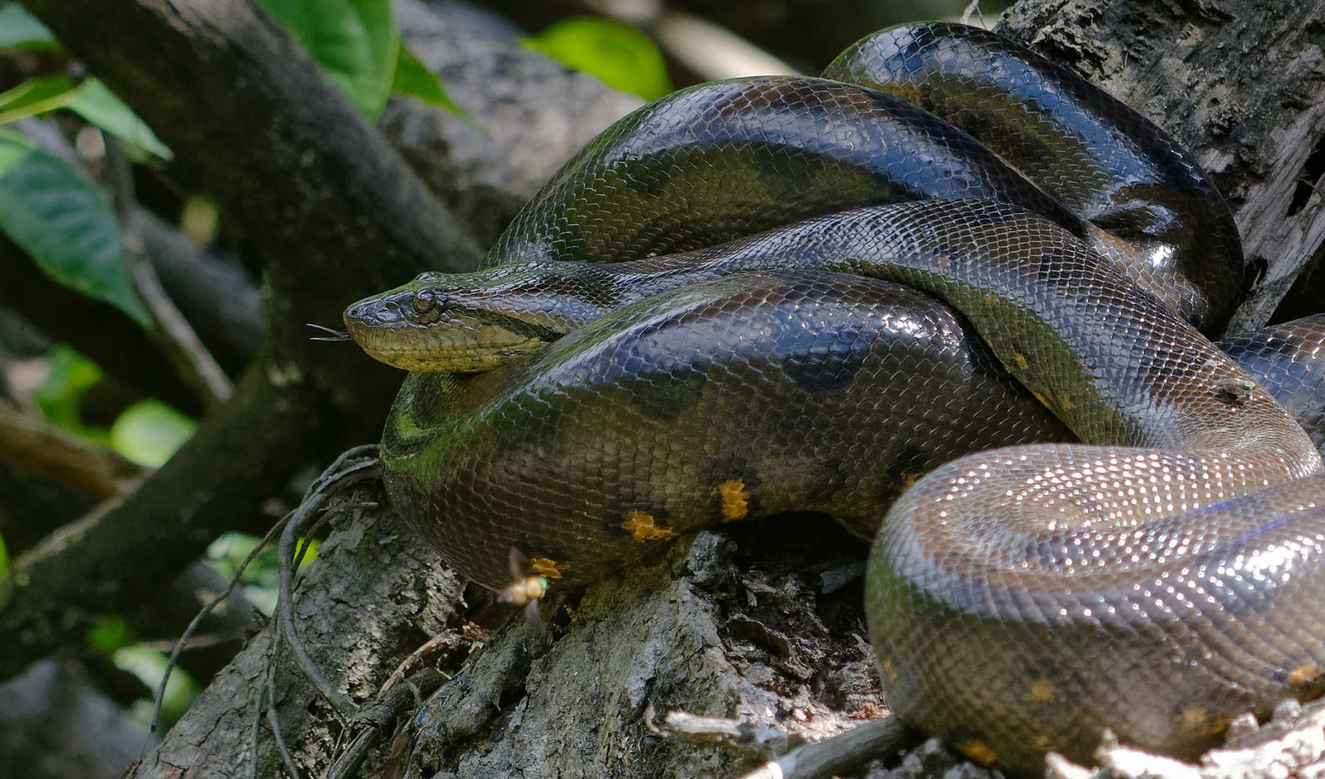 Anaconda, Südamerika