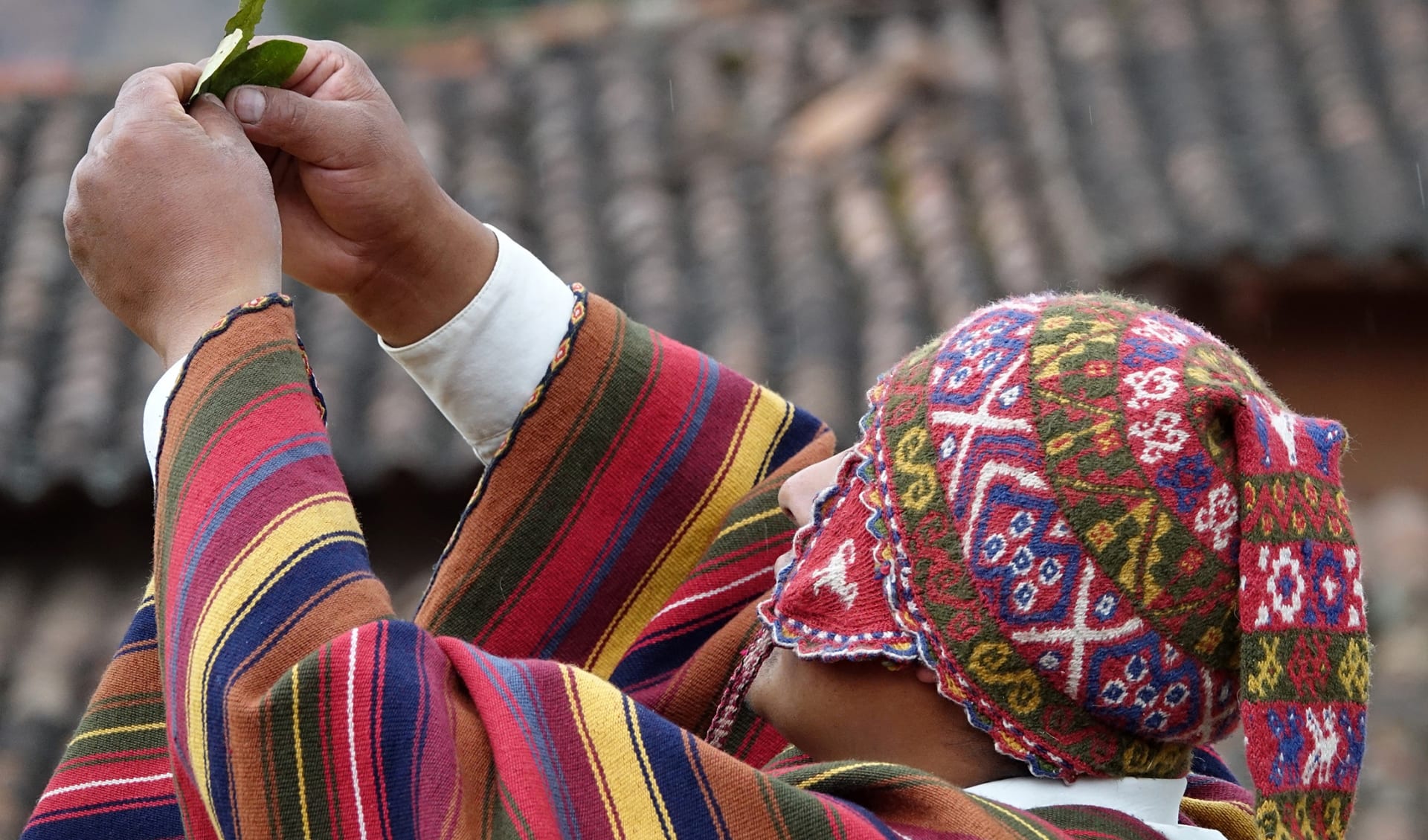 Kokapflanze, Bolivien Kokapflanze, Bolivien