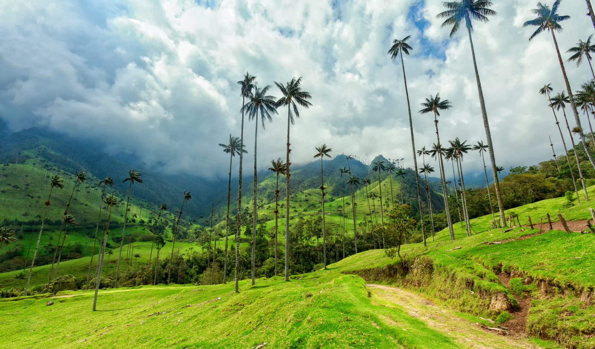 Cocora Tal, Kolumbien