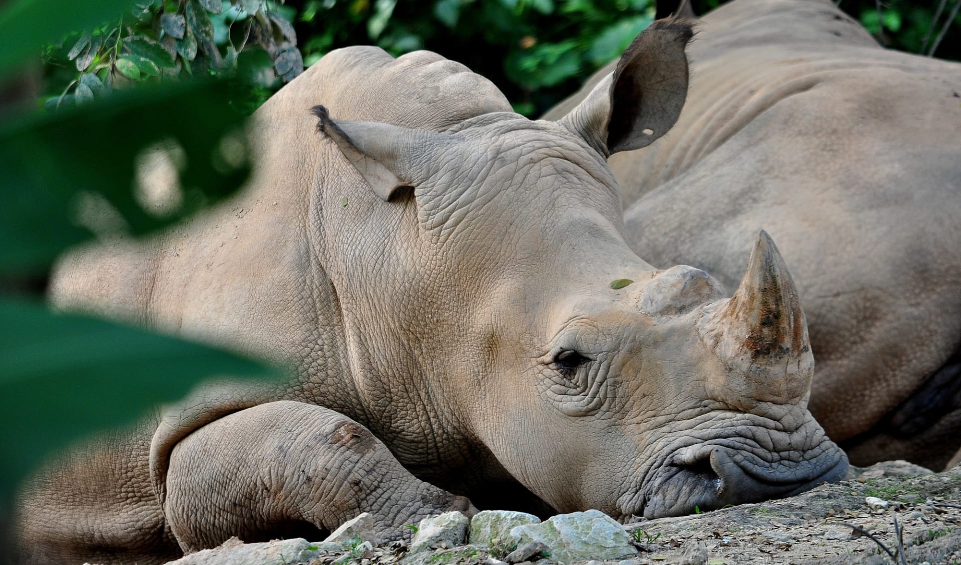 Sumatra Überlandreise ab Medan: Sumatra_Nashorn_1334398184 Sumatra Überlandreise ab Medan: Sumatra_Nashorn_1334398184