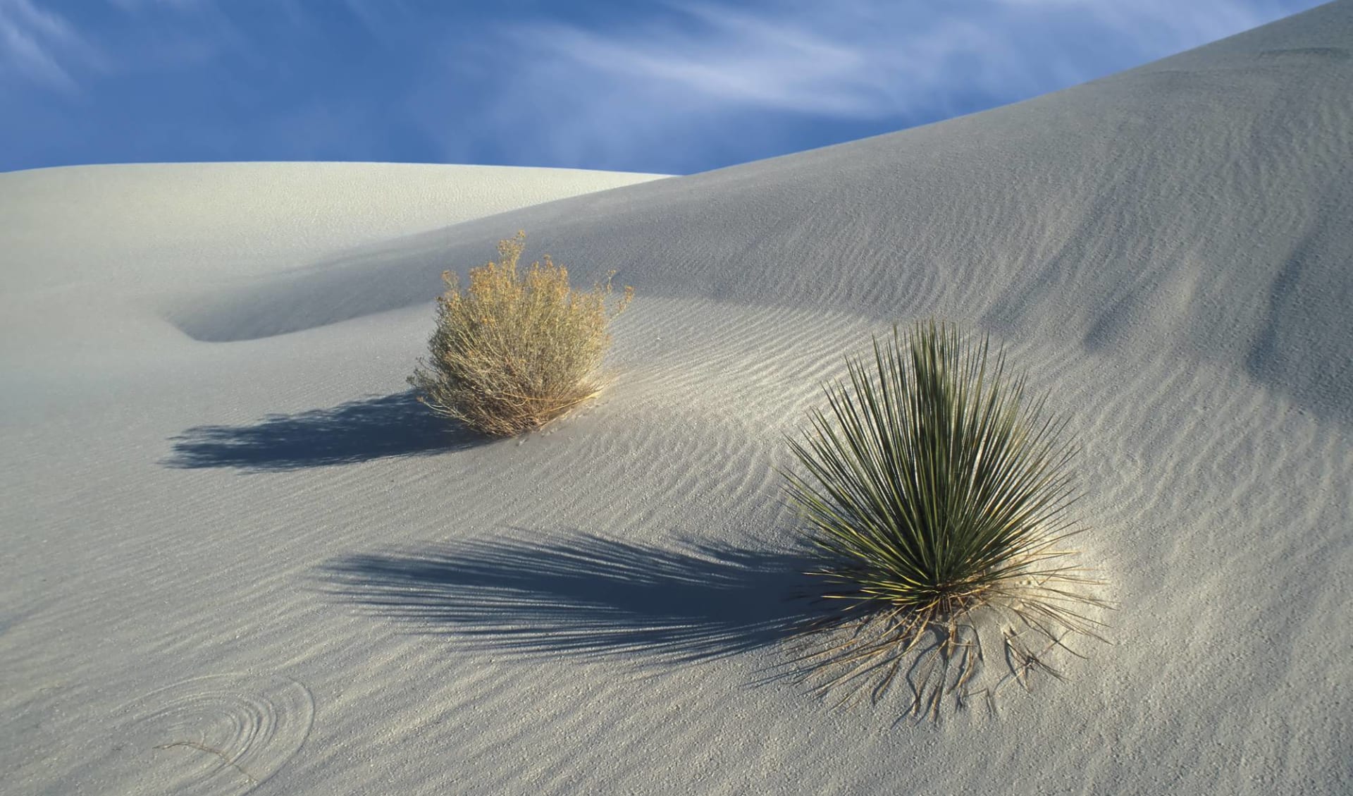 Texas Explorer ab Dallas: USA - New Mexico - White Sands National Monument Texas Explorer ab Dallas: USA - New Mexico - White Sands National Monument