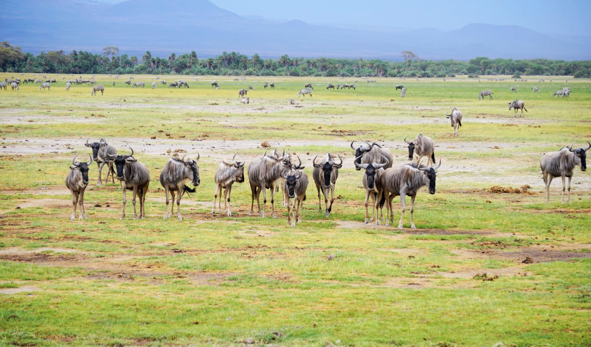 Tanzania Camping Adventure ab Arusha: Wildebeest