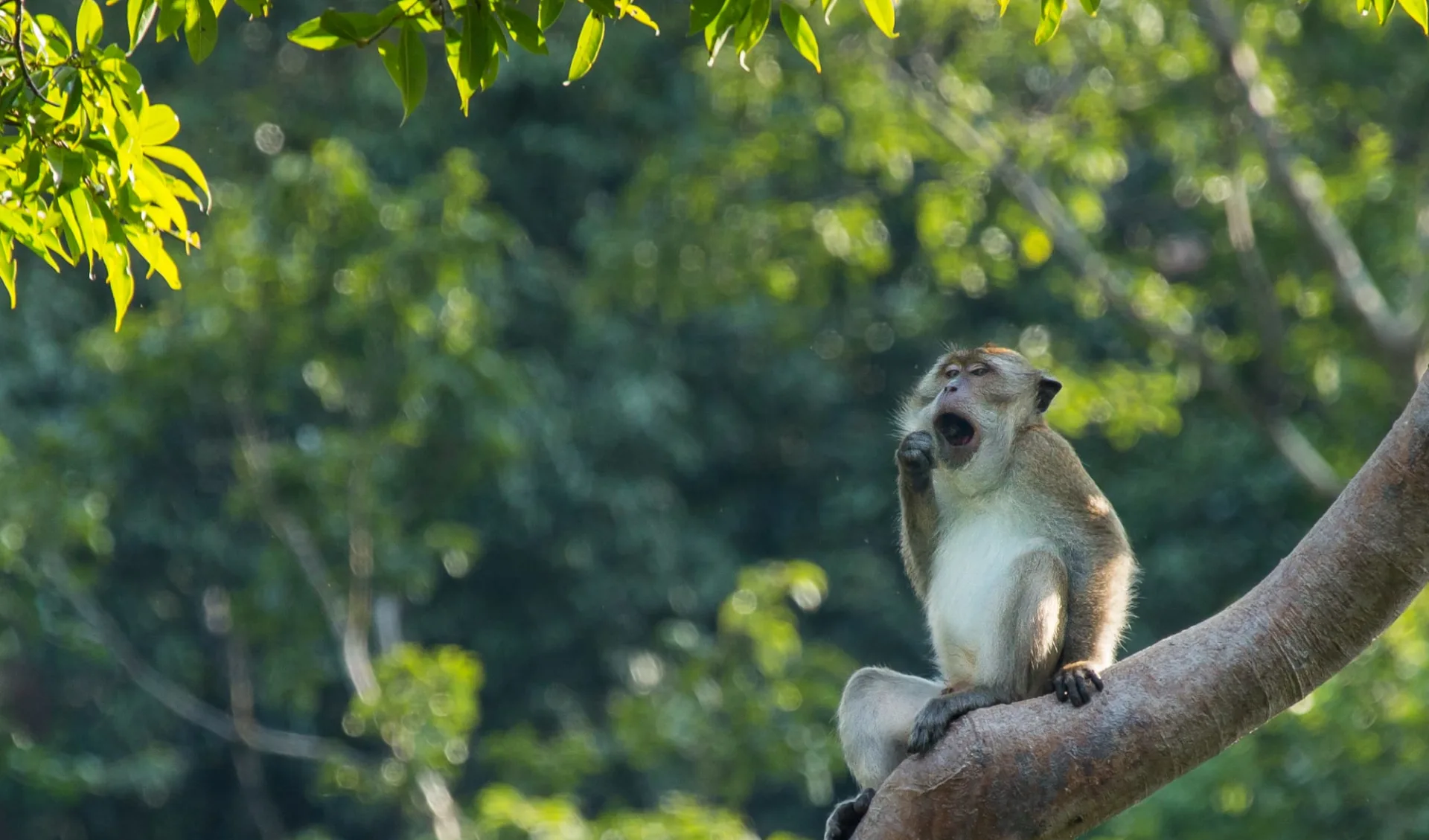 Elephant Hills - 2 Tage ab Phuket: Wildlife Elephant Hills - 2 Tage ab Phuket: Wildlife