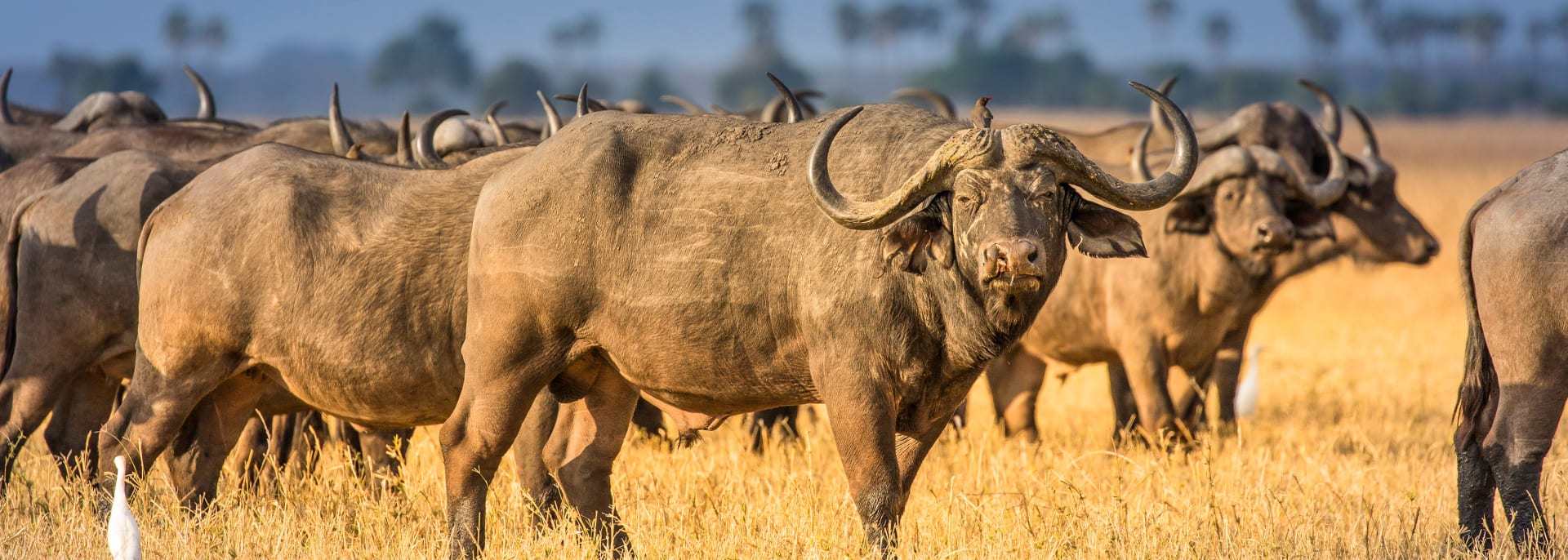 Liwonde Nationalpark, Malawi