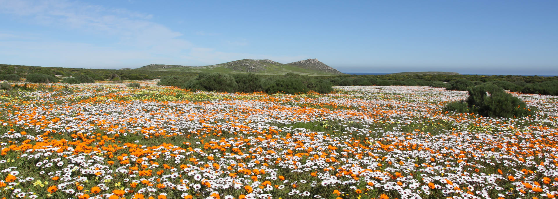 Namaqualand Nationalpark, Südafrika Namaqualand Nationalpark, Südafrika