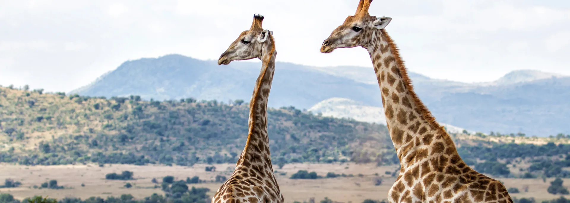 Pilanesberg Nationalpark, Südafrika