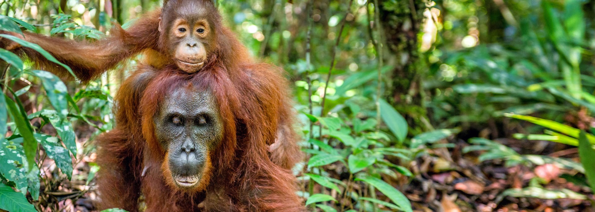  
 
Orang Utan Borneo, Indonesien