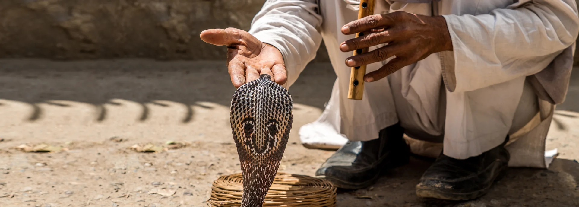 King Cobra, Indien