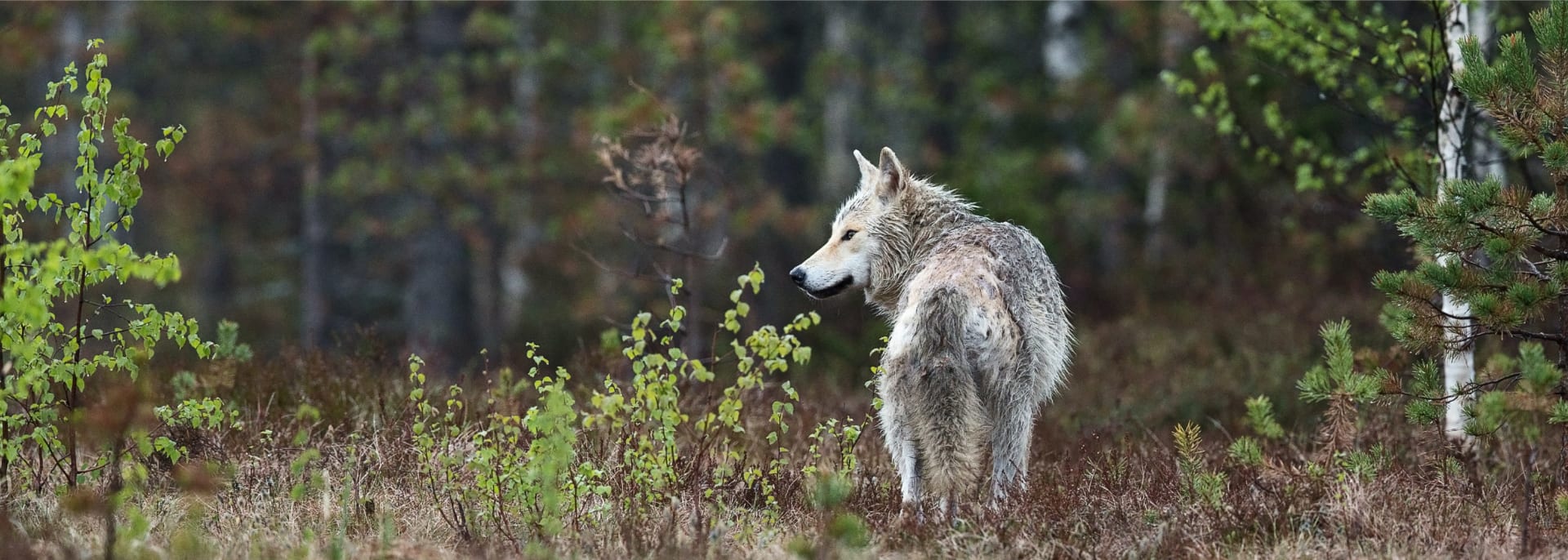 Wolf 
