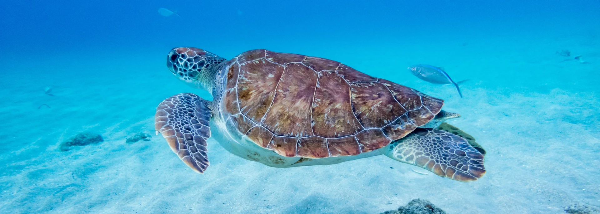 Karibik Schildkröte Karibik Schildkröte