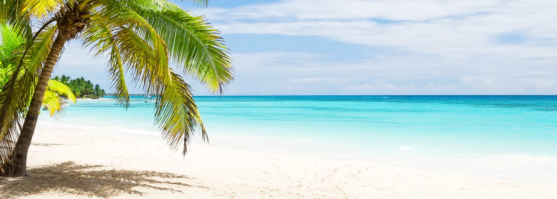 Coconut Palm trees on white sandy beach in Punta Cana, Dominican Republic