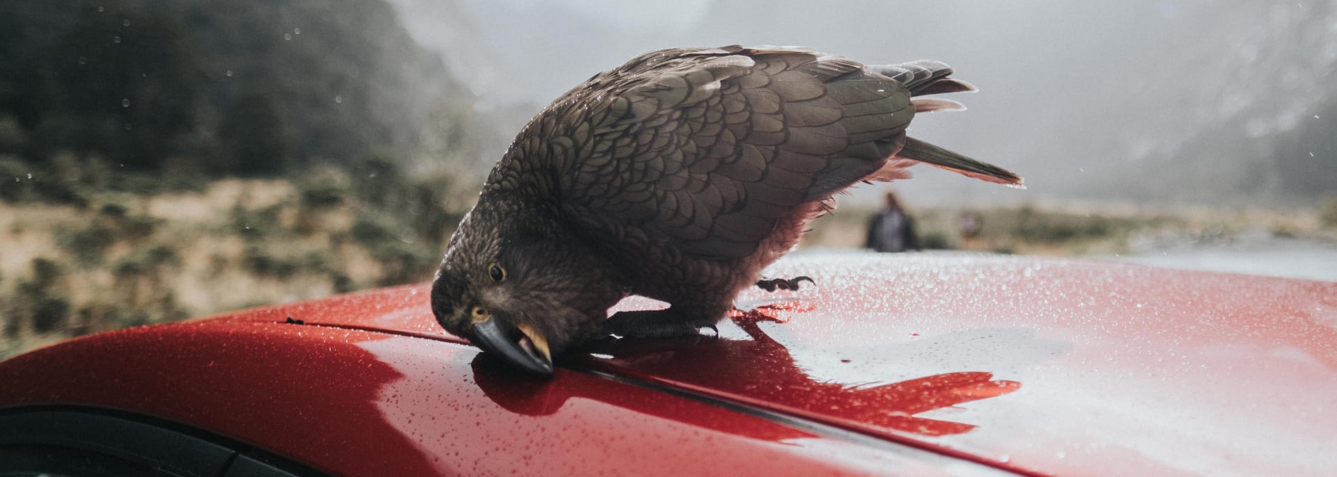 Kea Papagei, Neuseeland Kea Papagei, Neuseeland