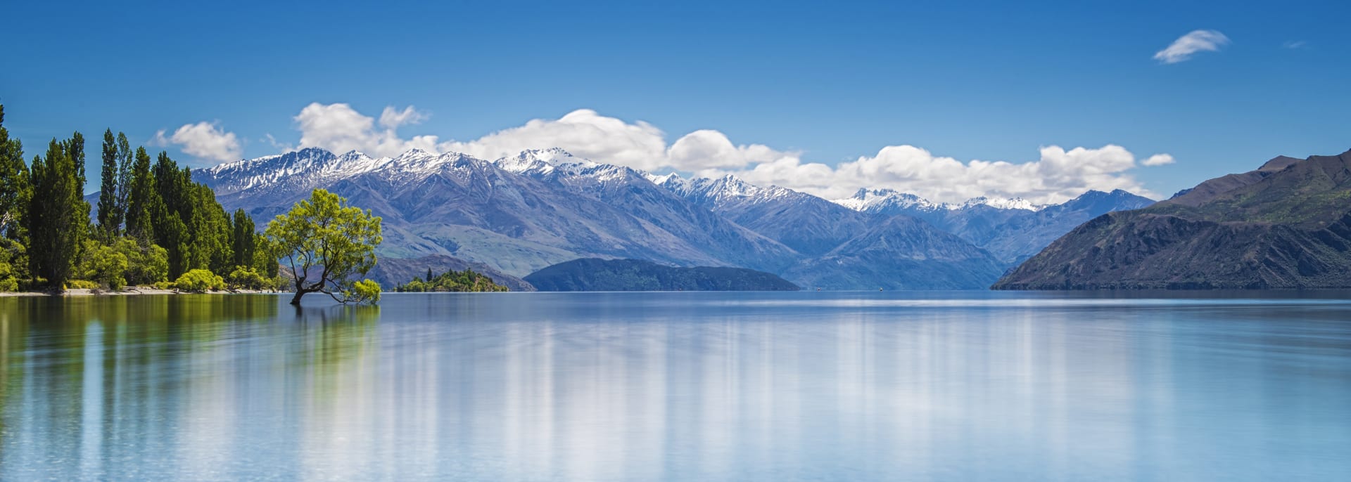 The Wanaka Tree , Neuseeland