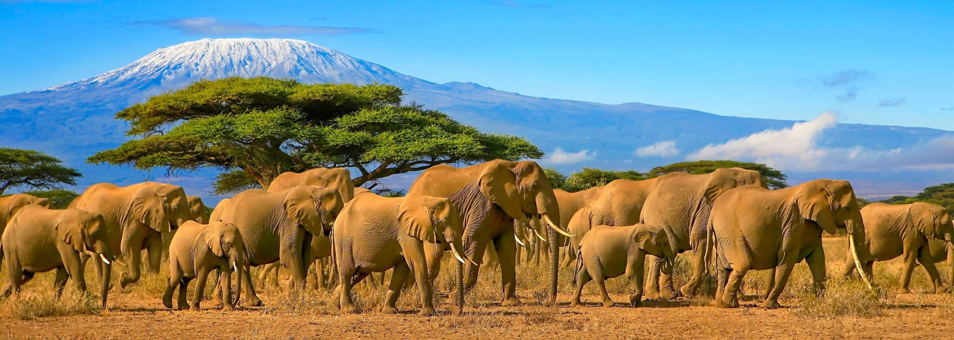 Safari, Kenia
