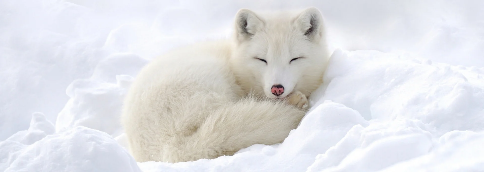 Polarfuchs, Lappland Polarfuchs, Lappland